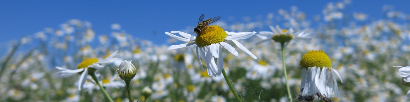 Canon PowerShot G15 sample photo. Banner, chamomile, flowers photography