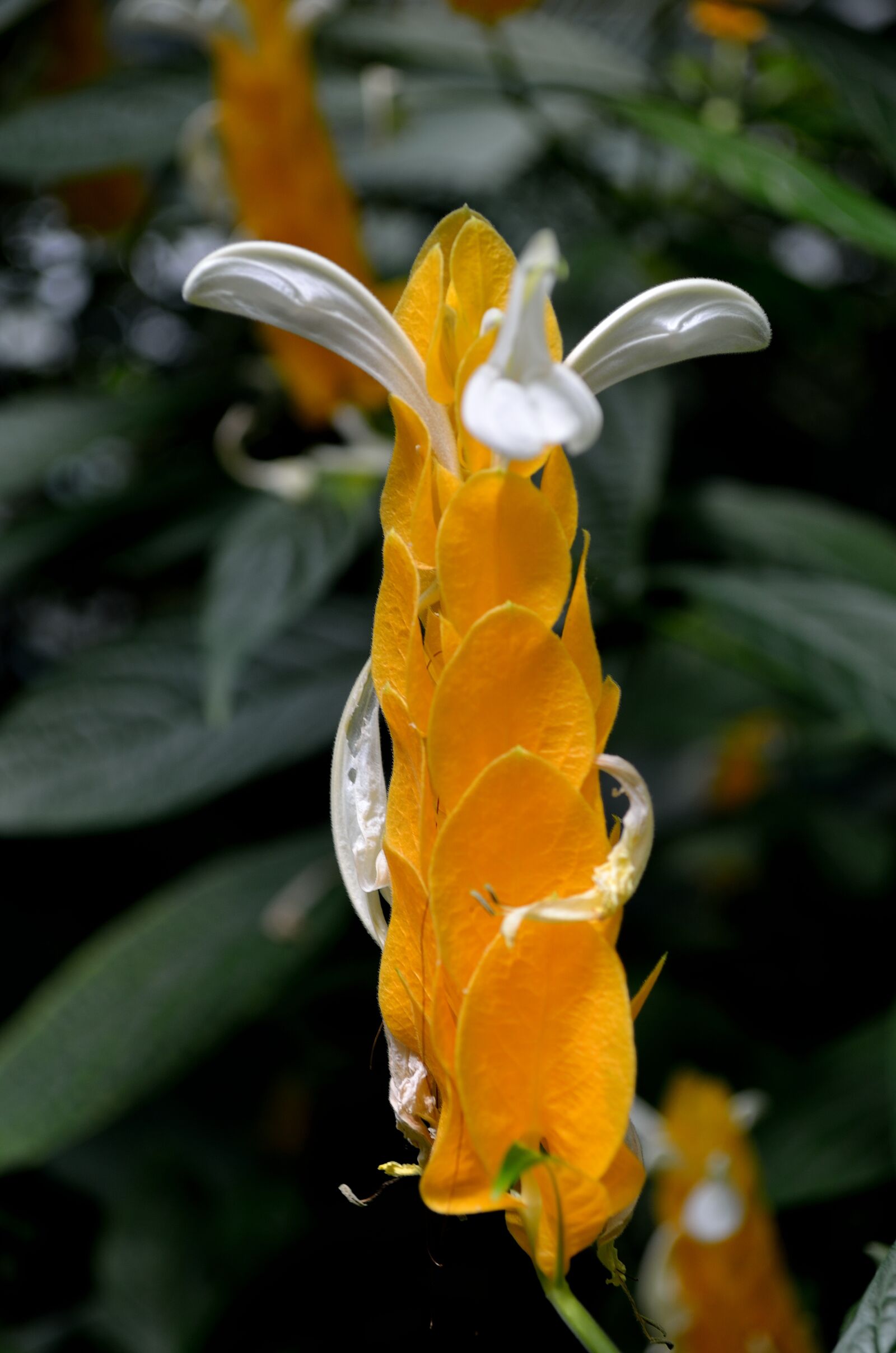 Nikon D5100 sample photo. Yellow, flowers, petals photography