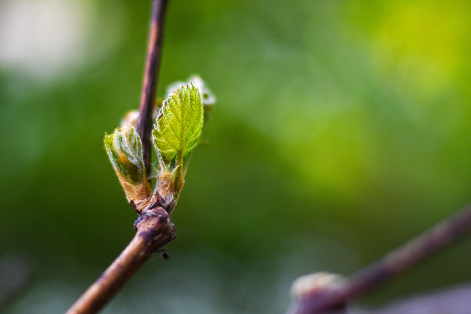 Nikon D7200 sample photo. Blossom, bloom, tree photography