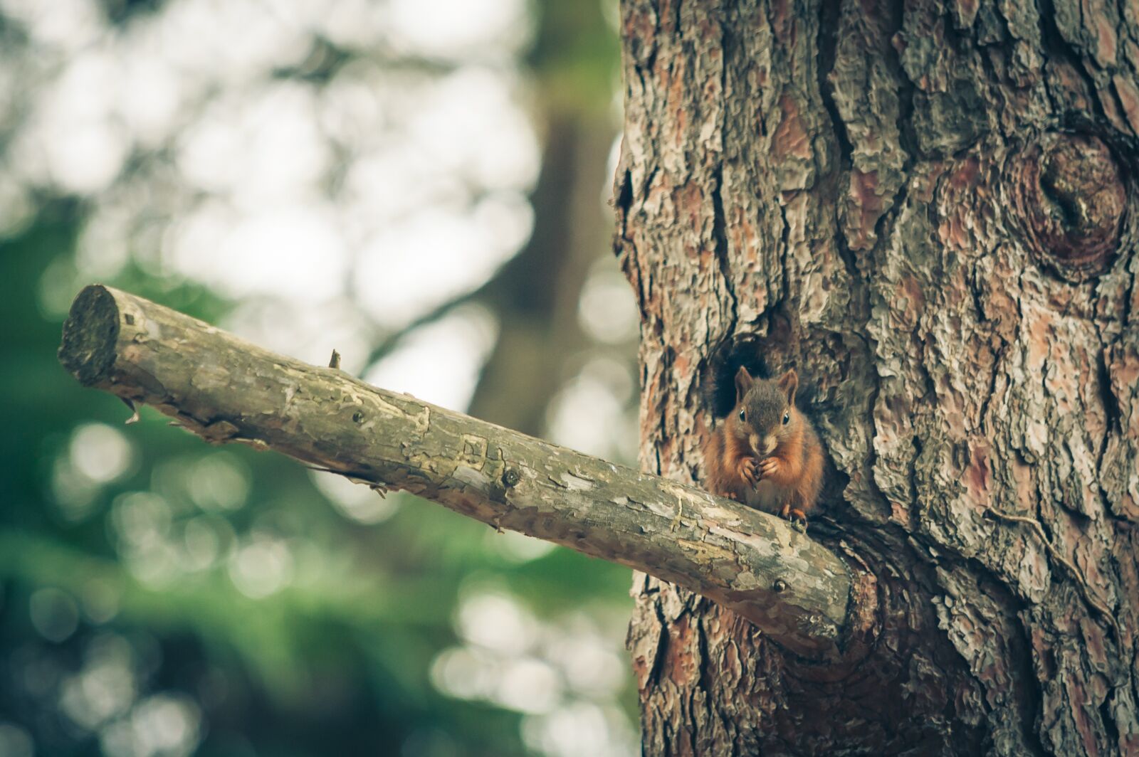 Nikon D700 sample photo. Squirrel, nature, forest photography