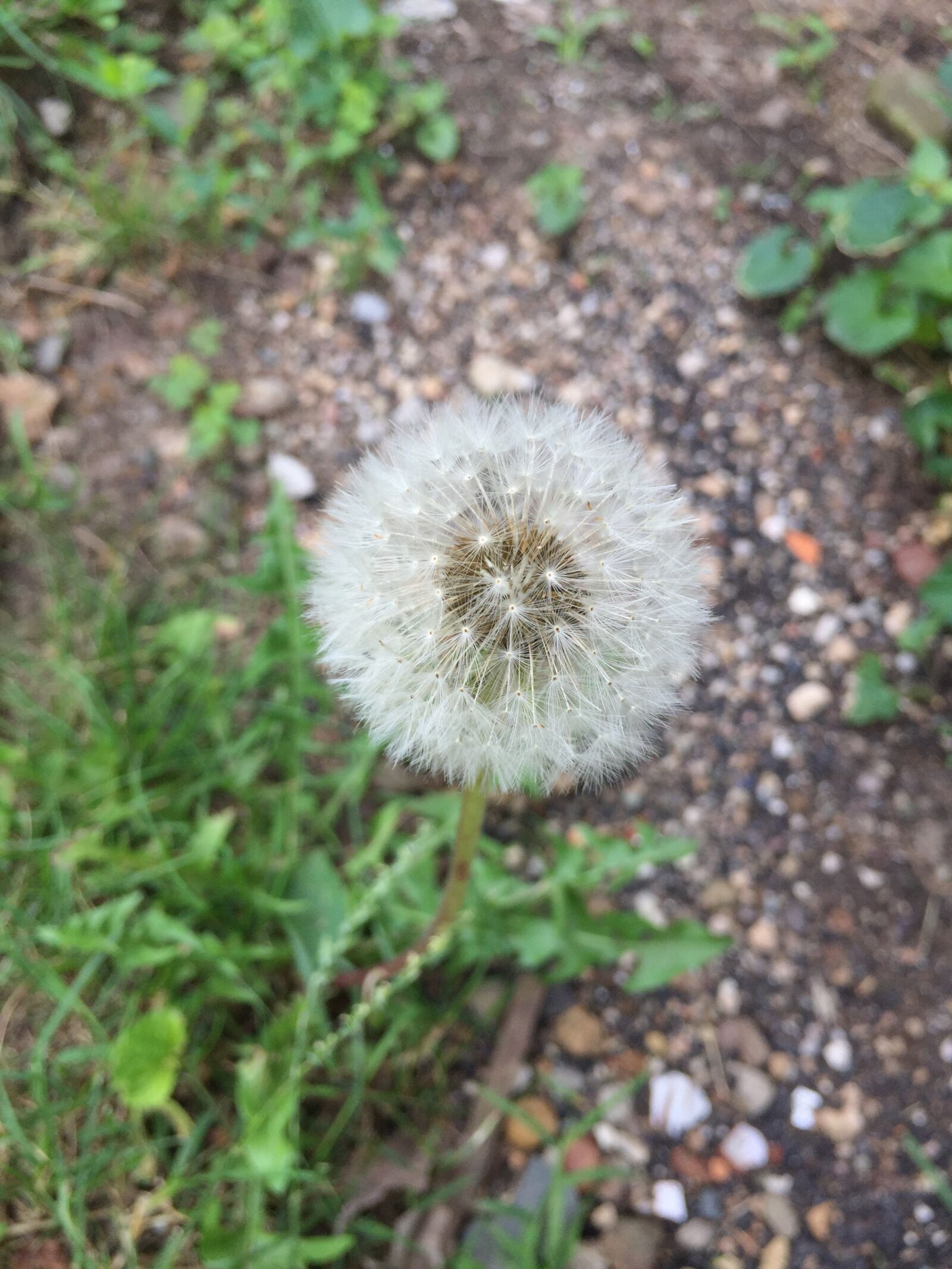 iPhone 6 back camera 4.15mm f/2.2 sample photo. Dandelion photography