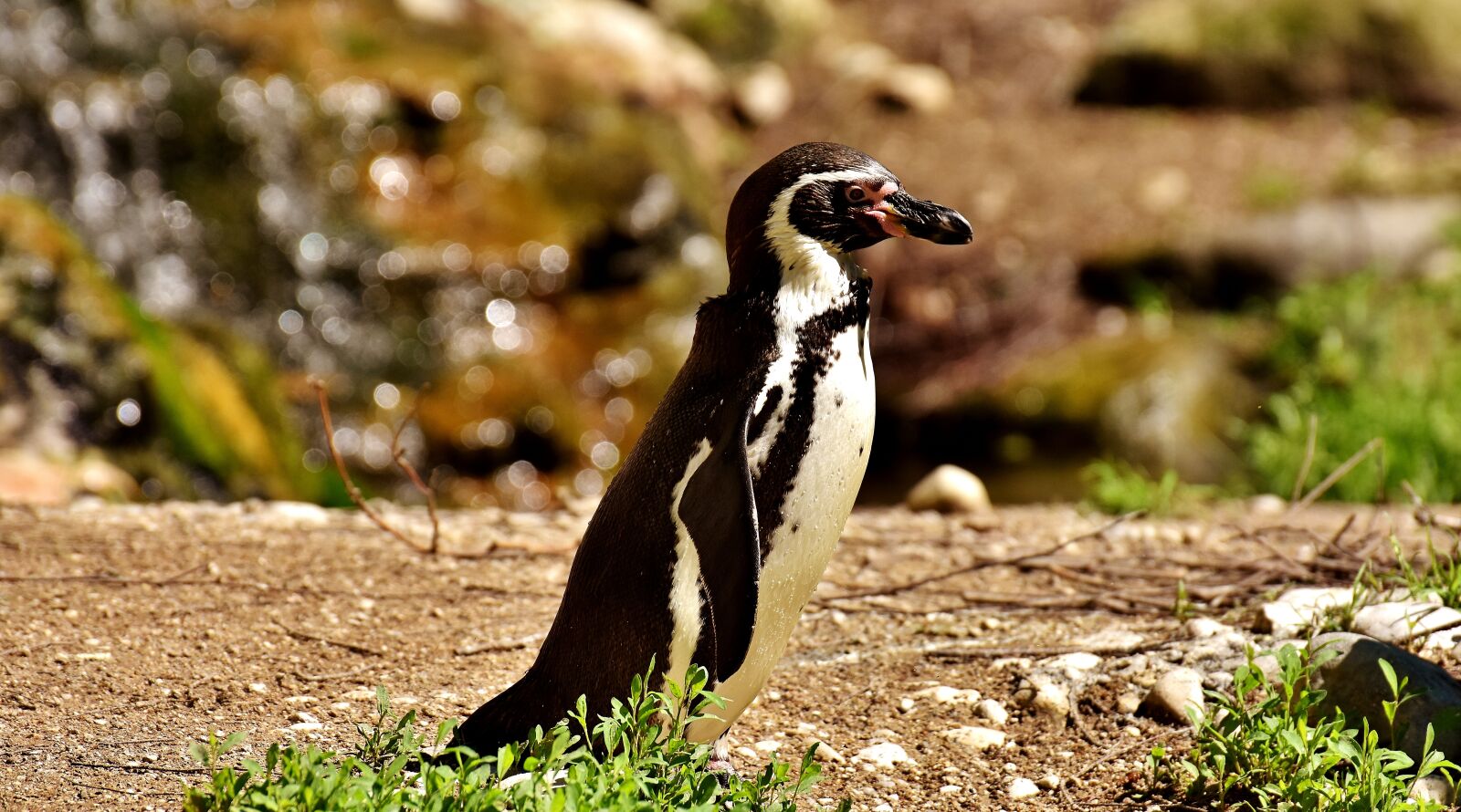 Nikon D7200 sample photo. Penguin, animal, animal world photography
