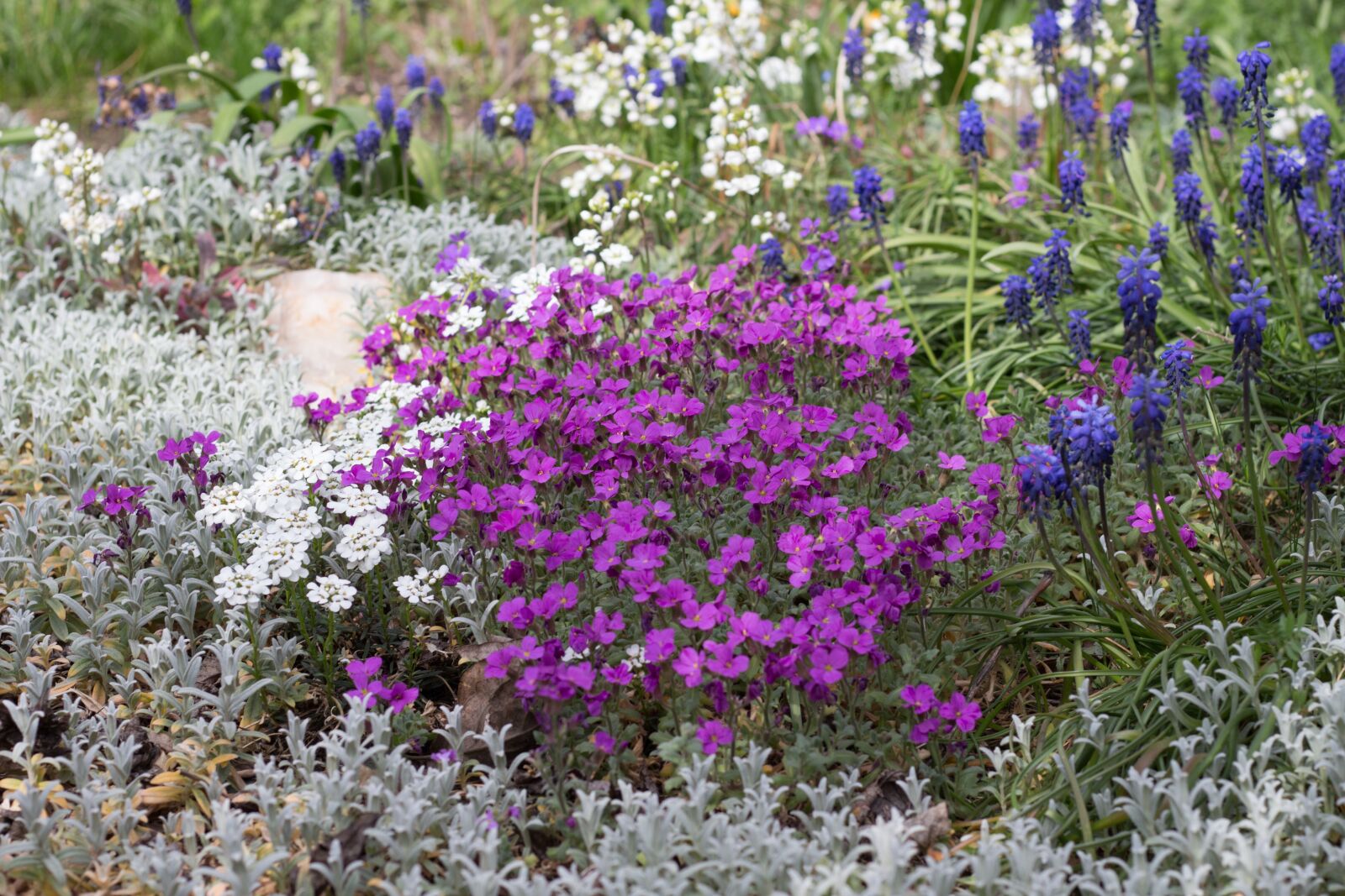 Canon EOS 700D (EOS Rebel T5i / EOS Kiss X7i) sample photo. Flower, violet, garden photography