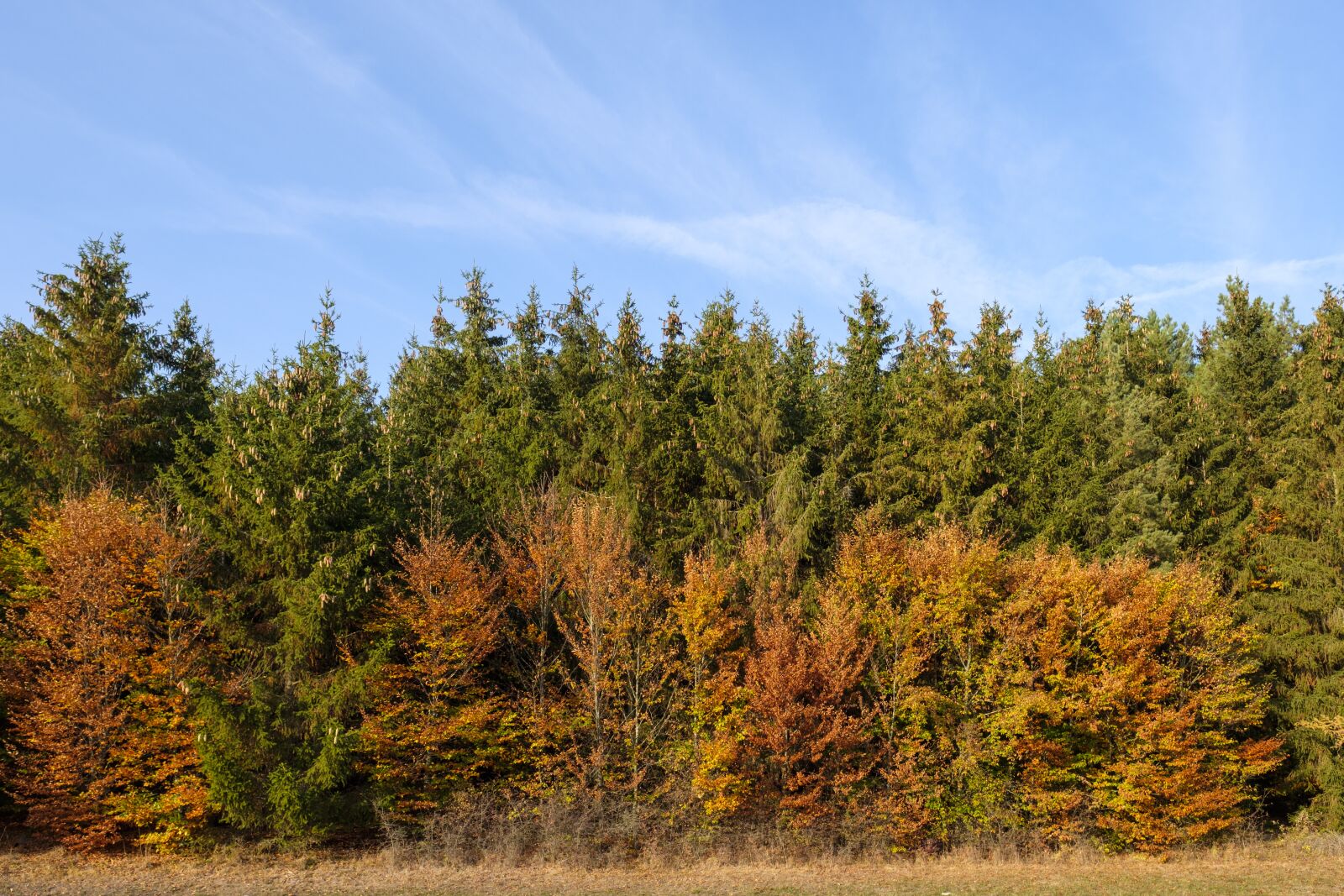 Fujifilm X-T2 + Fujifilm XF 16mm F1.4 R WR sample photo. Forest, trees, autumn photography