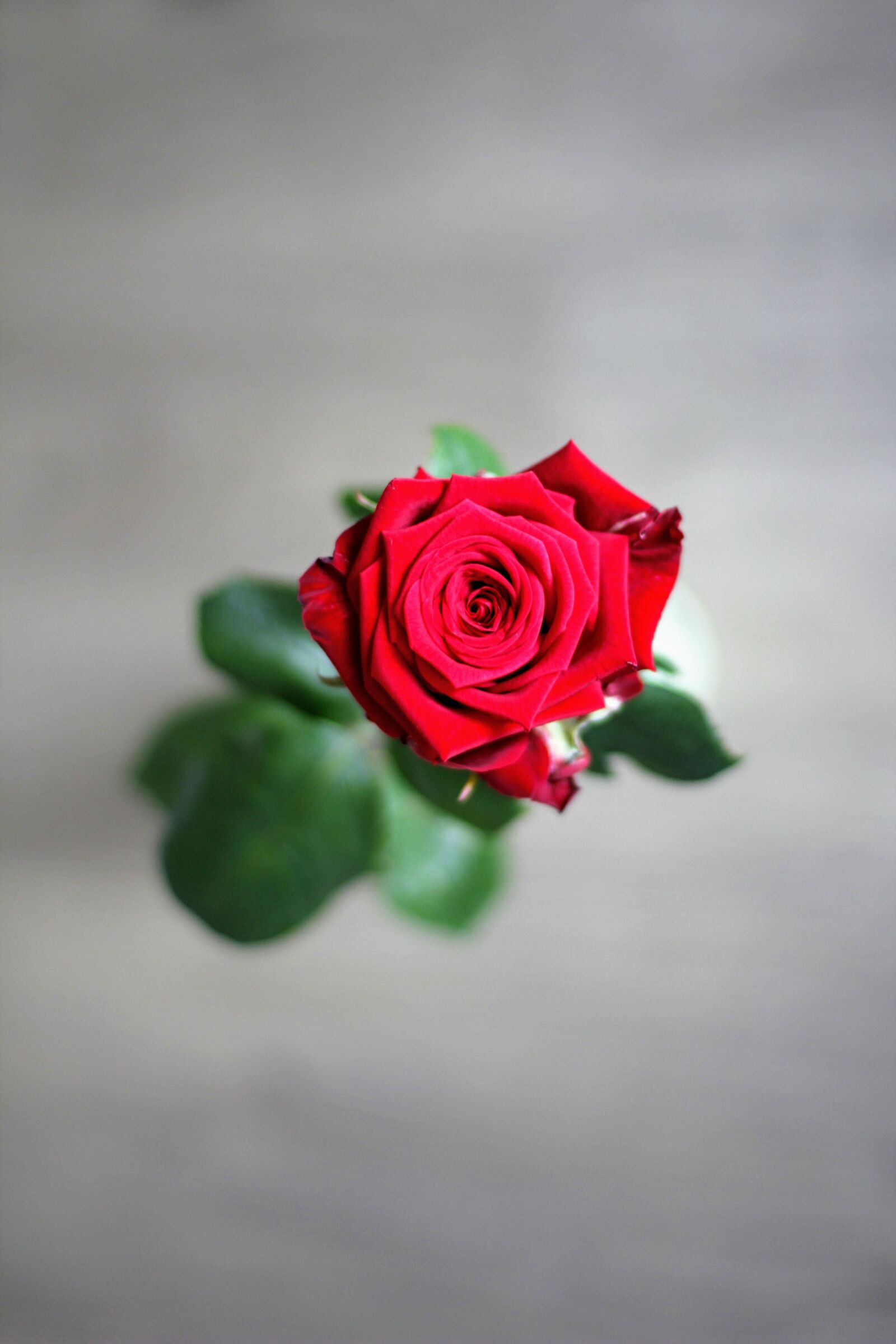 Canon EOS 60D + Canon EF 50mm F1.4 USM sample photo. Rose, mother's day, flower photography