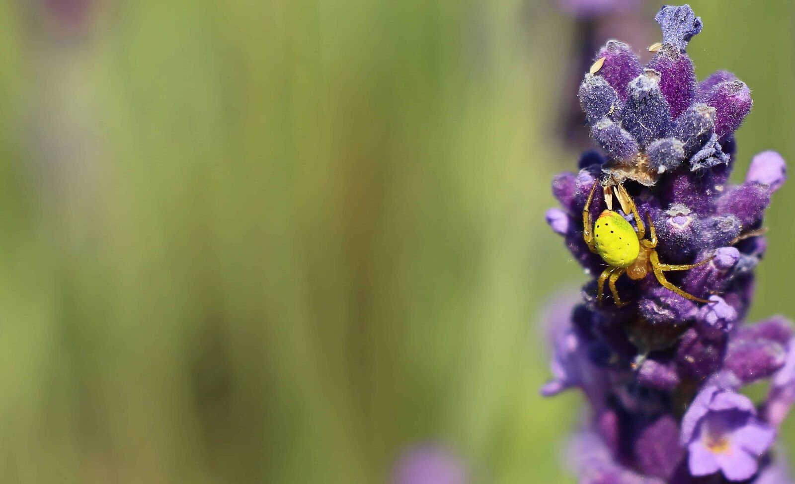 Canon EOS 100D (EOS Rebel SL1 / EOS Kiss X7) sample photo. Spider, nature, flower, summer photography