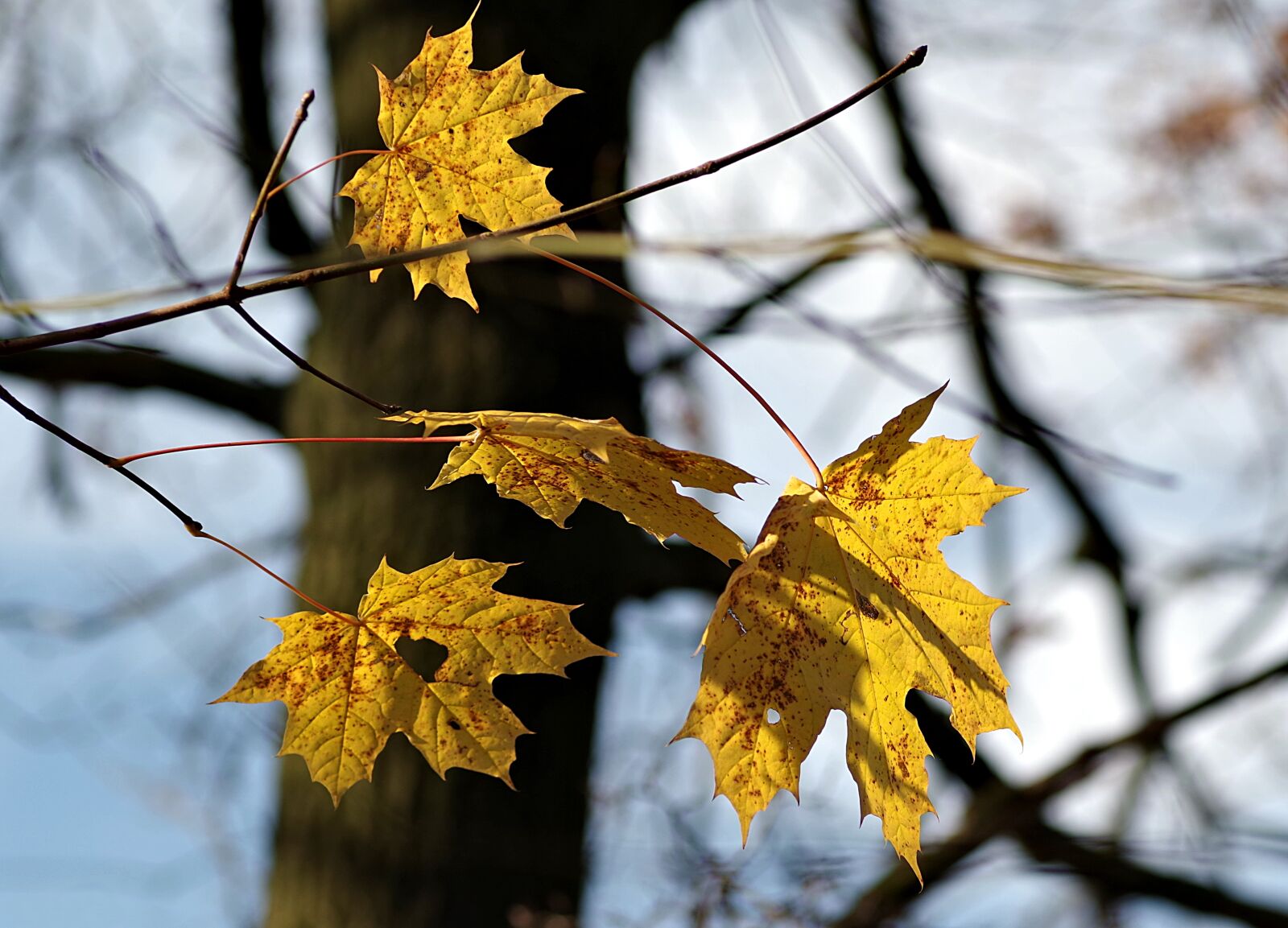 Pentax K-S2 sample photo. Autumn leaves, autumn, clone photography