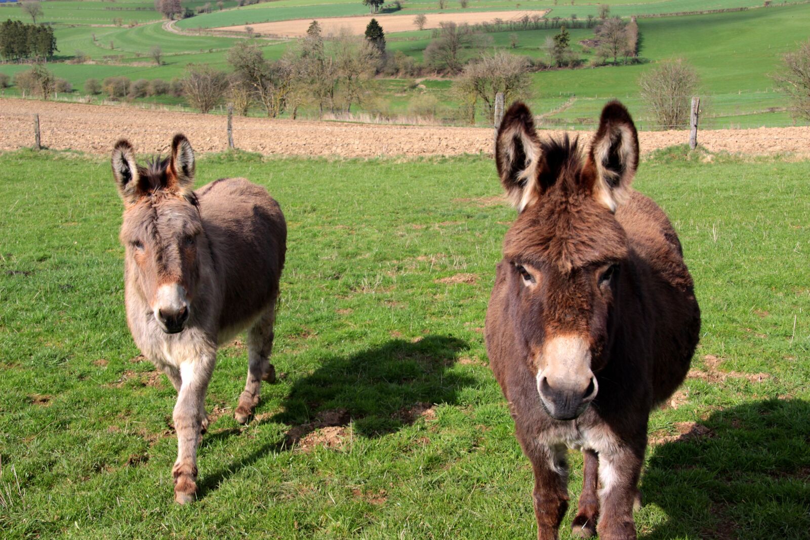 Canon EOS 650D (EOS Rebel T4i / EOS Kiss X6i) sample photo. Donkey, domestic donkey, equus photography