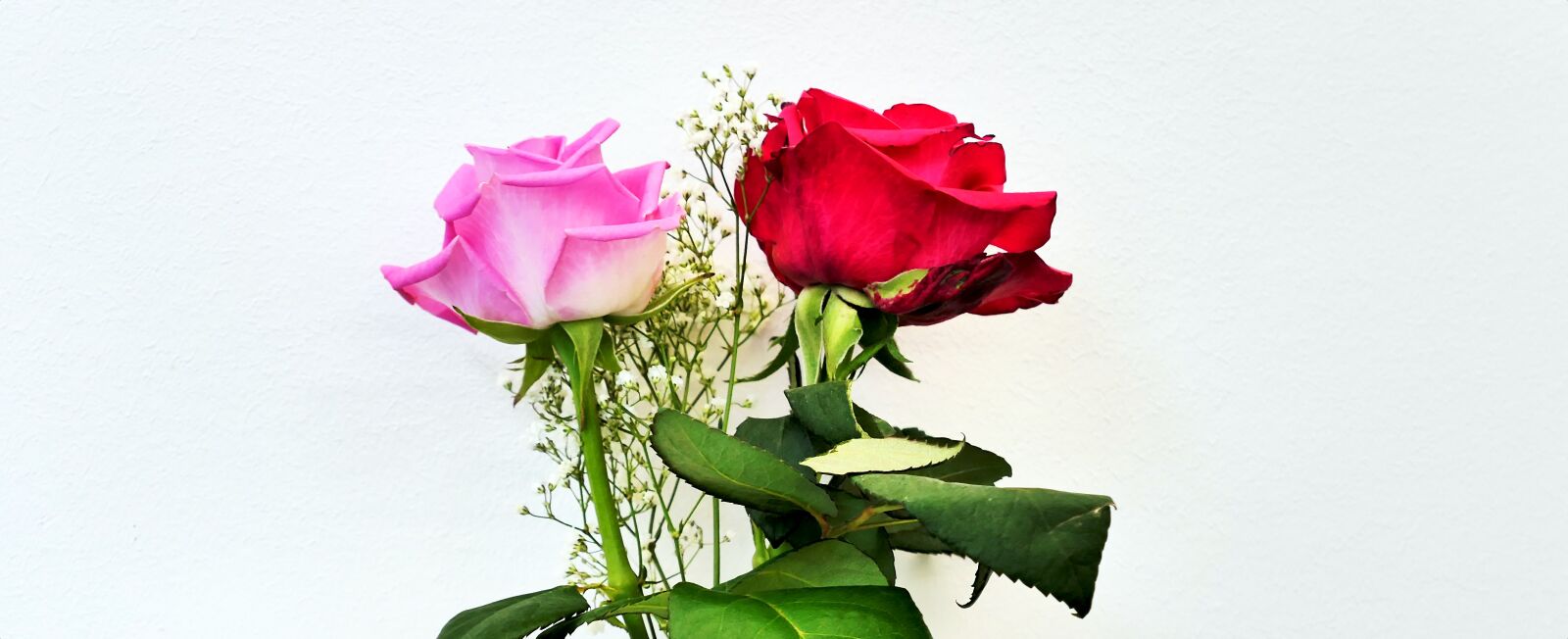 Panasonic Lumix DMC-LX10 (Lumix DMC-LX15) sample photo. Roses, flowers, pink rose photography