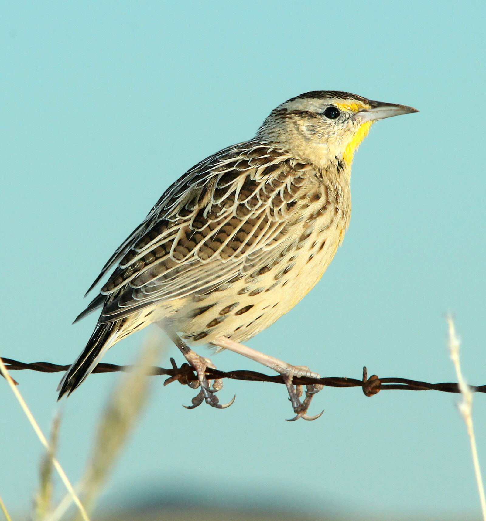 Canon EF 300mm F4L IS USM sample photo
