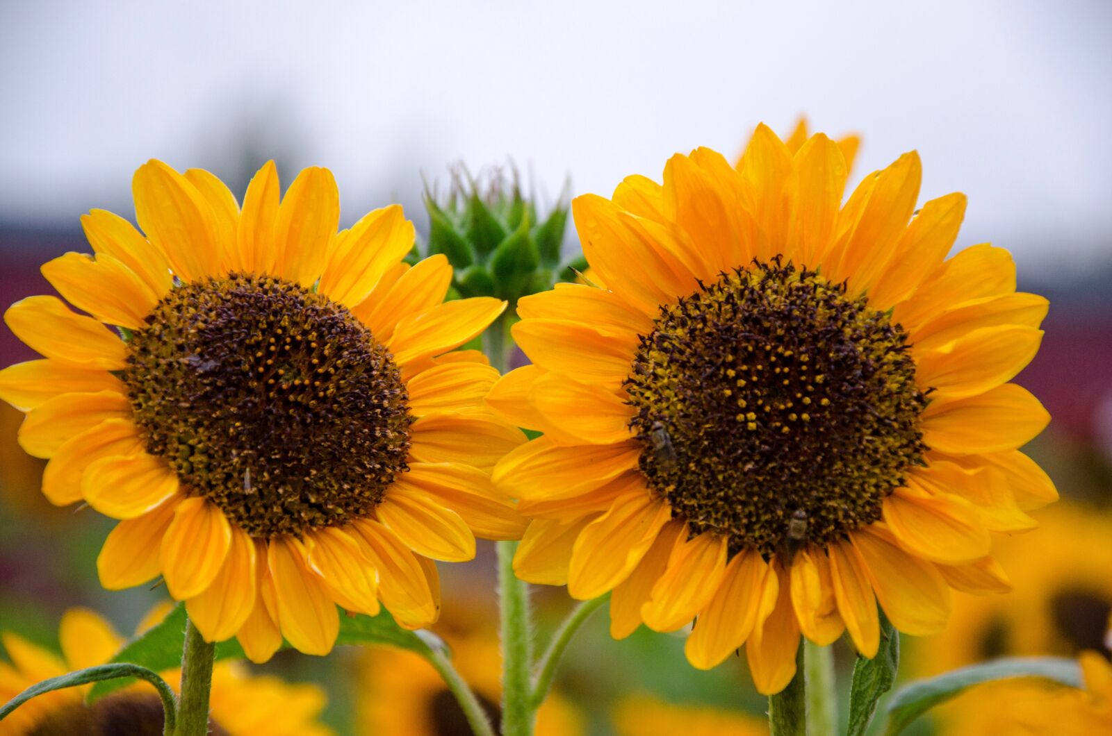 Nikon D5100 sample photo. Sunflower, flowers, yellow photography