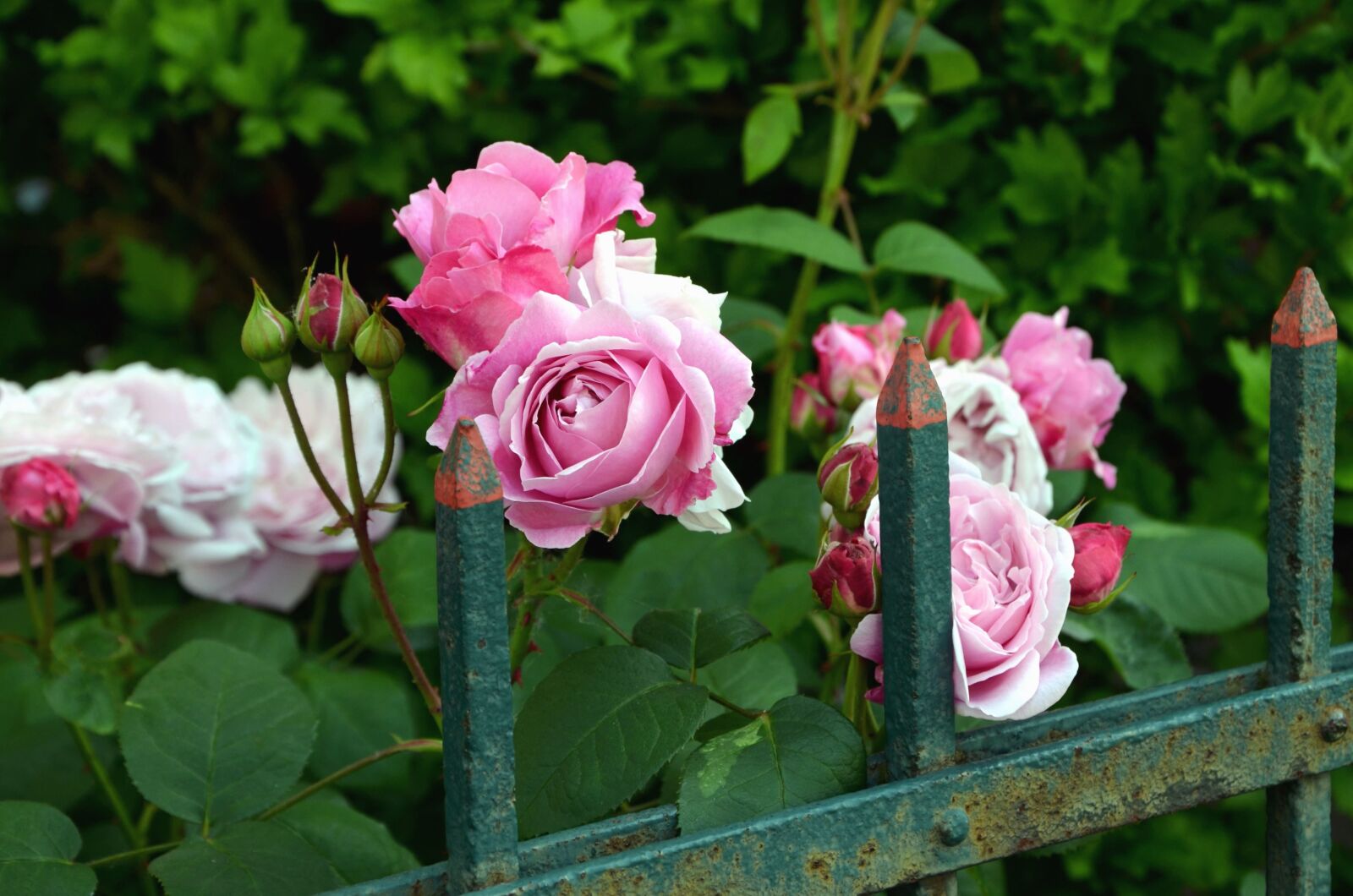 Nikon D5100 sample photo. Rose, flower, petals, fence photography
