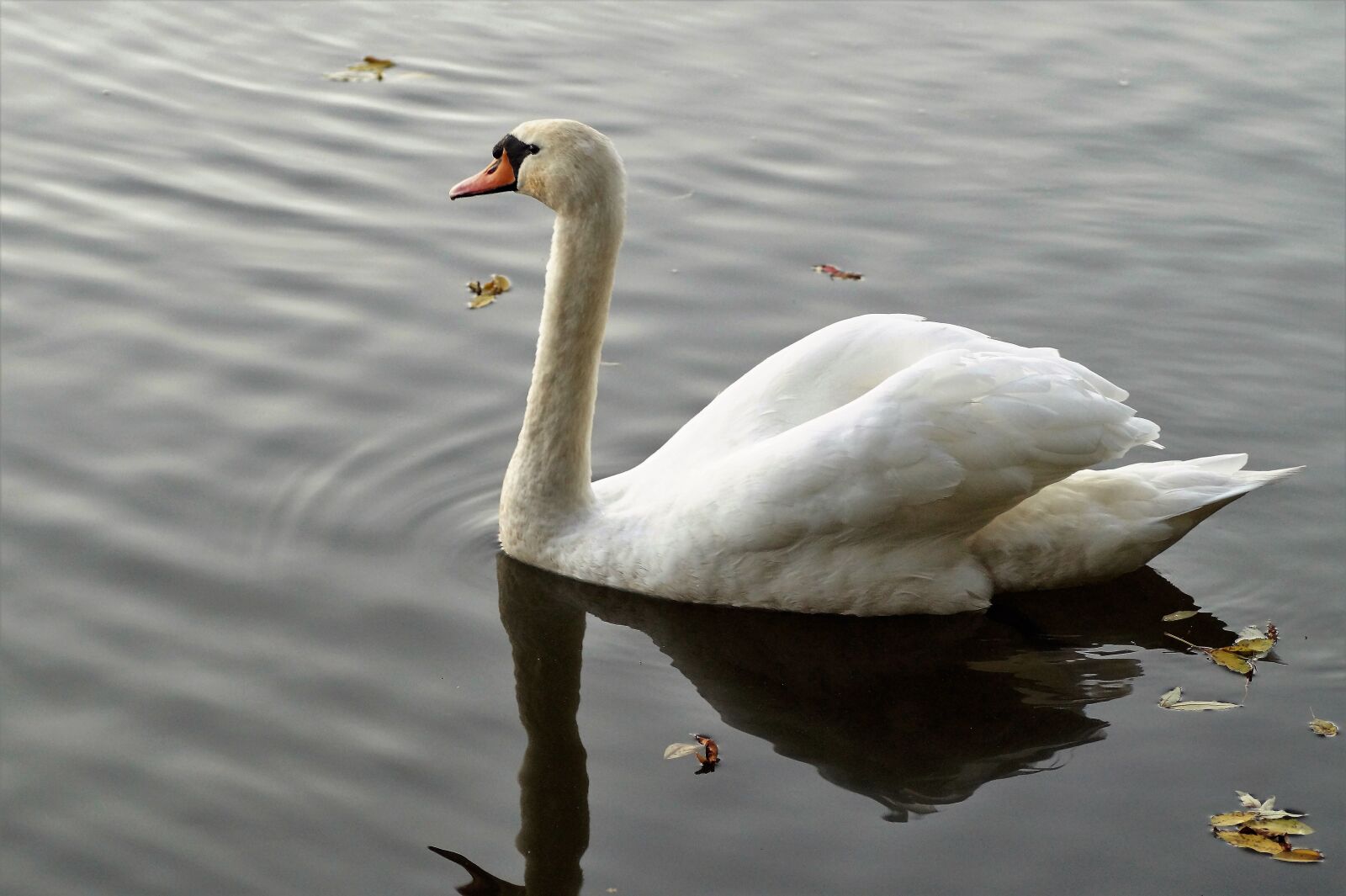Sony SLT-A58 sample photo. Swan, white, water bird photography