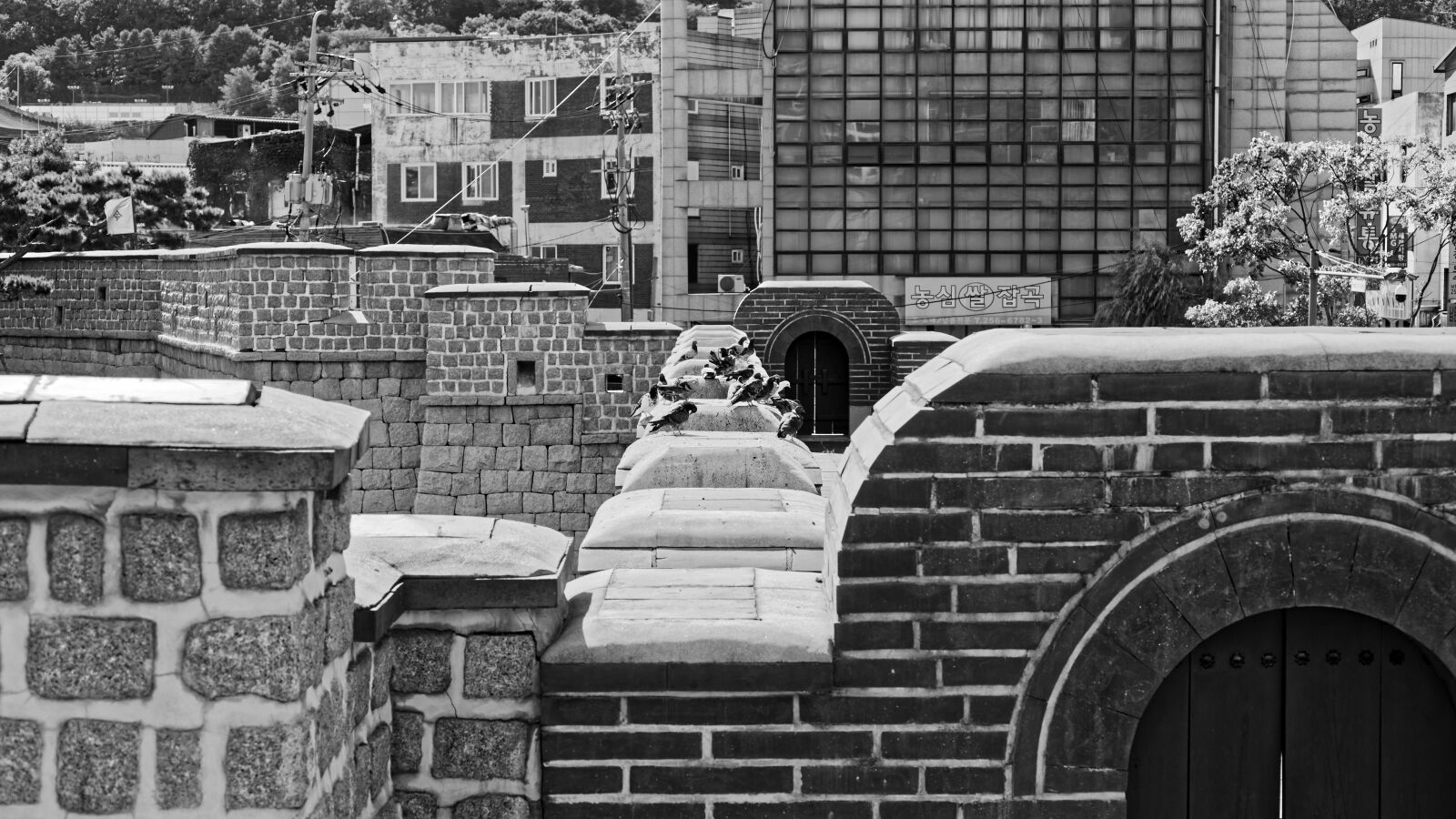 Nikon D750 sample photo. Pigeons on the wall photography
