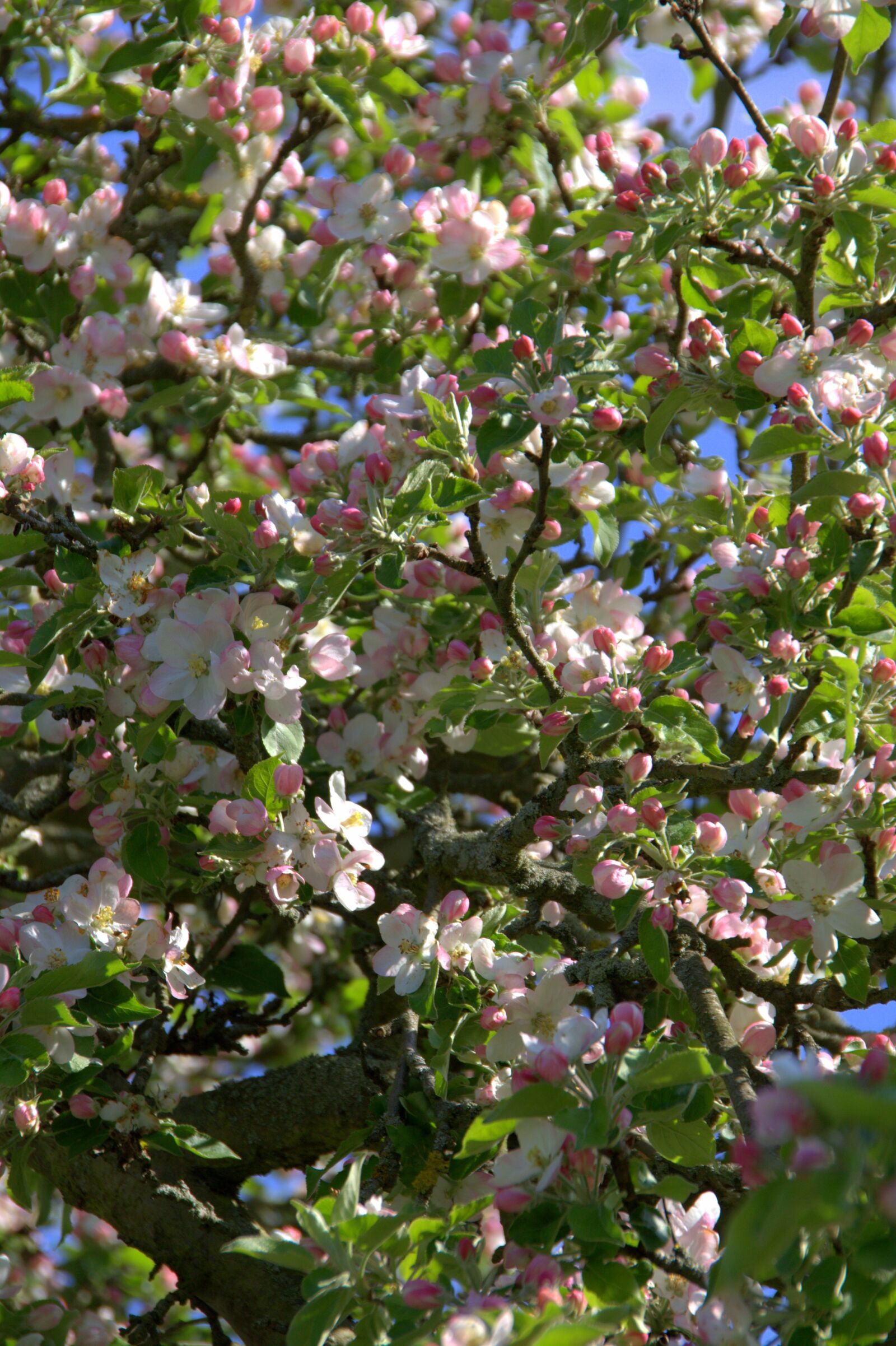 Canon EOS 450D (EOS Rebel XSi / EOS Kiss X2) sample photo. Apple blossom, apple tree photography