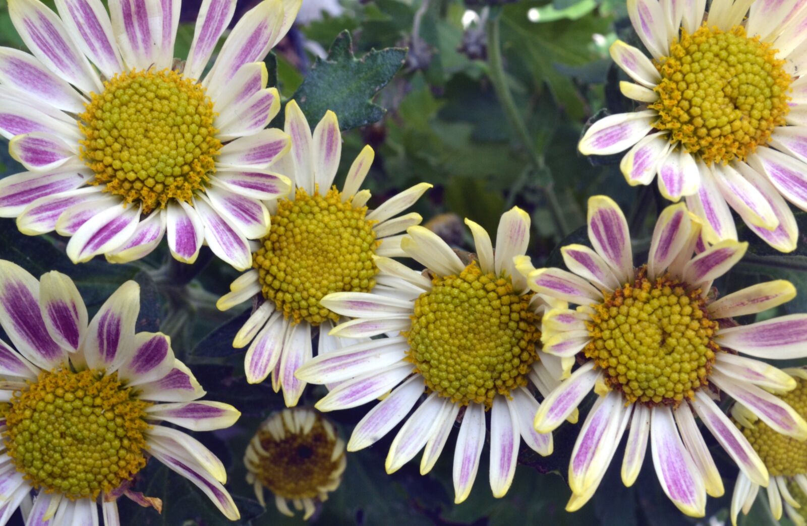 Nikon D3100 sample photo. Flowers, blossom, beautiful photography
