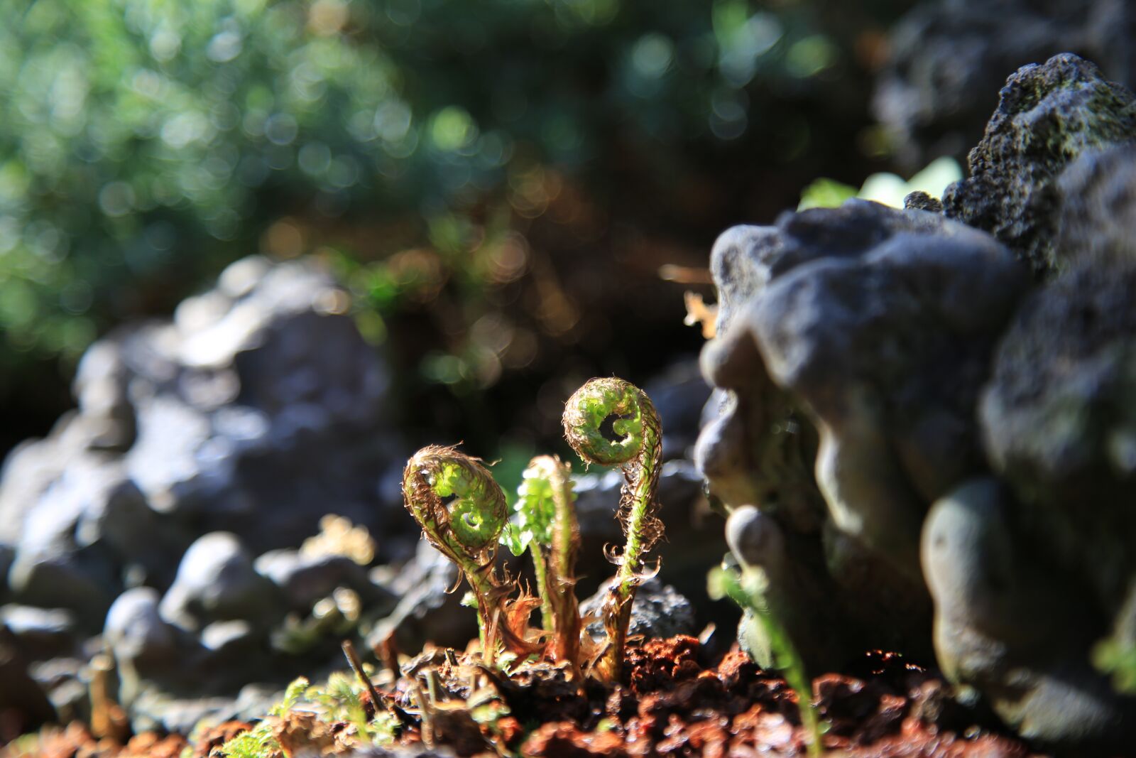 Canon EOS 6D + Canon EF 24-105mm F4L IS USM sample photo. Bracken, plants, green photography