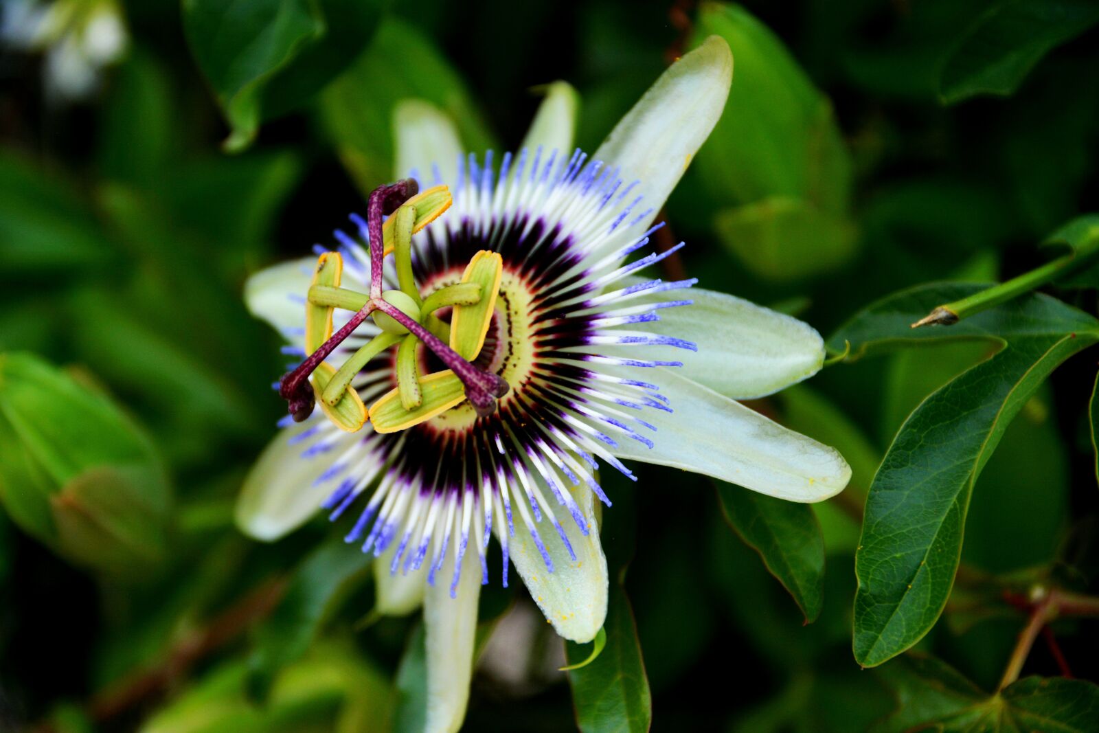 Nikon D5200 sample photo. Flower, passiflora, flowers photography