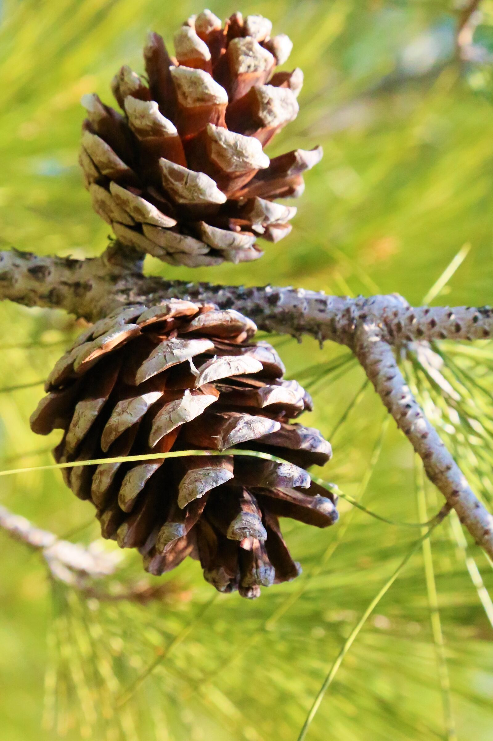 Canon EF 24-105mm F4L IS USM sample photo. Pine, cocoons, forest photography