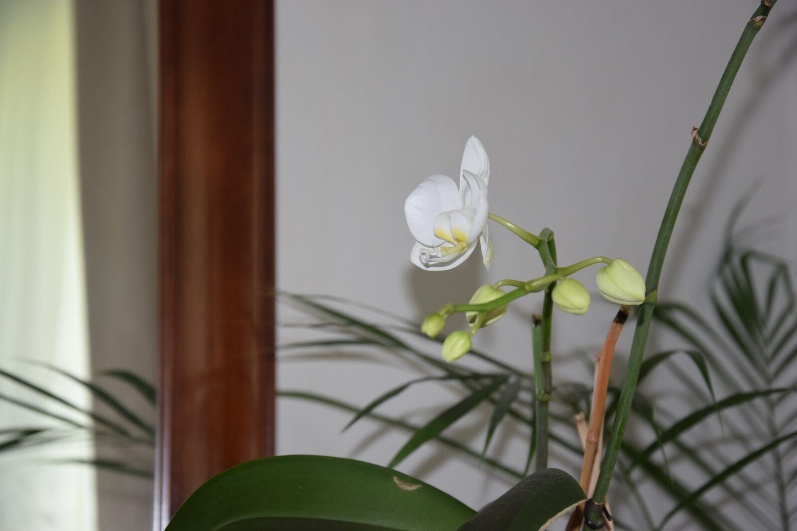 Nikon D5300 sample photo. White flower, house plant photography
