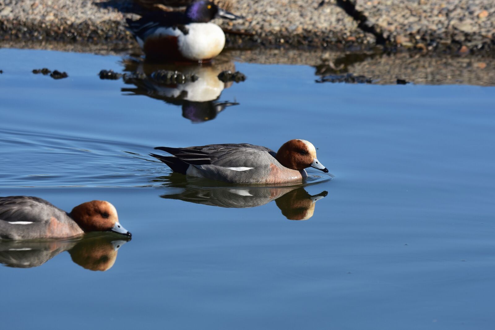 Nikon D7200 sample photo. Animal, lake, bird photography