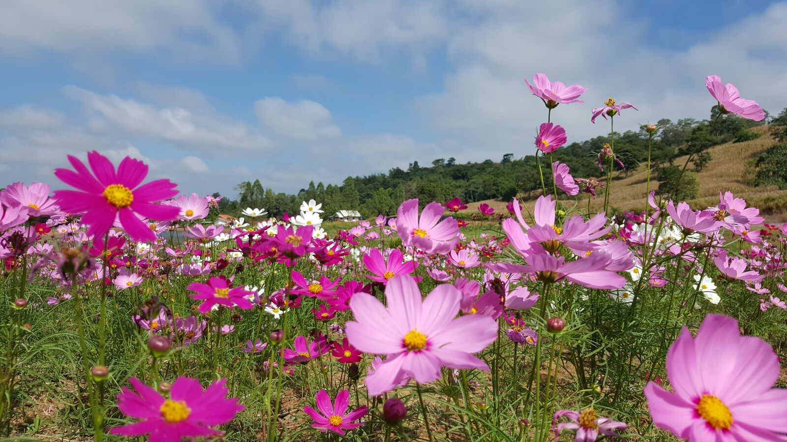 Samsung Galaxy Note5 sample photo. Flower, bloom, nature photography