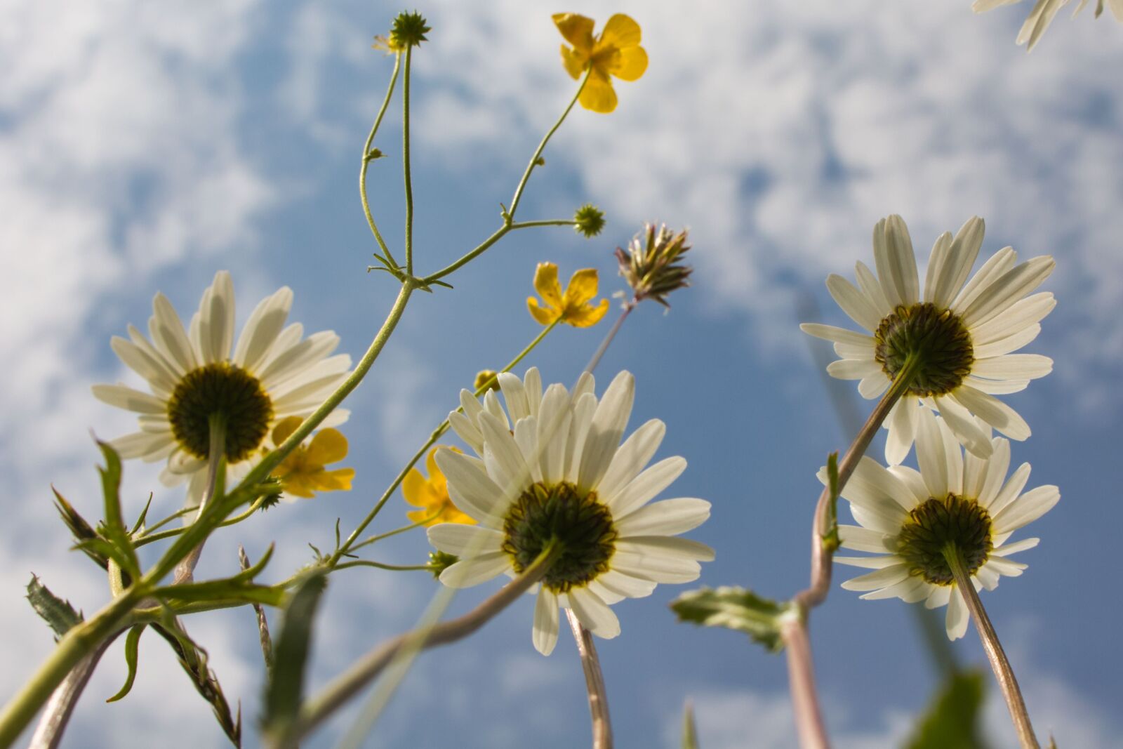 Canon EOS 700D (EOS Rebel T5i / EOS Kiss X7i) sample photo. Blumen, wiese, glück photography