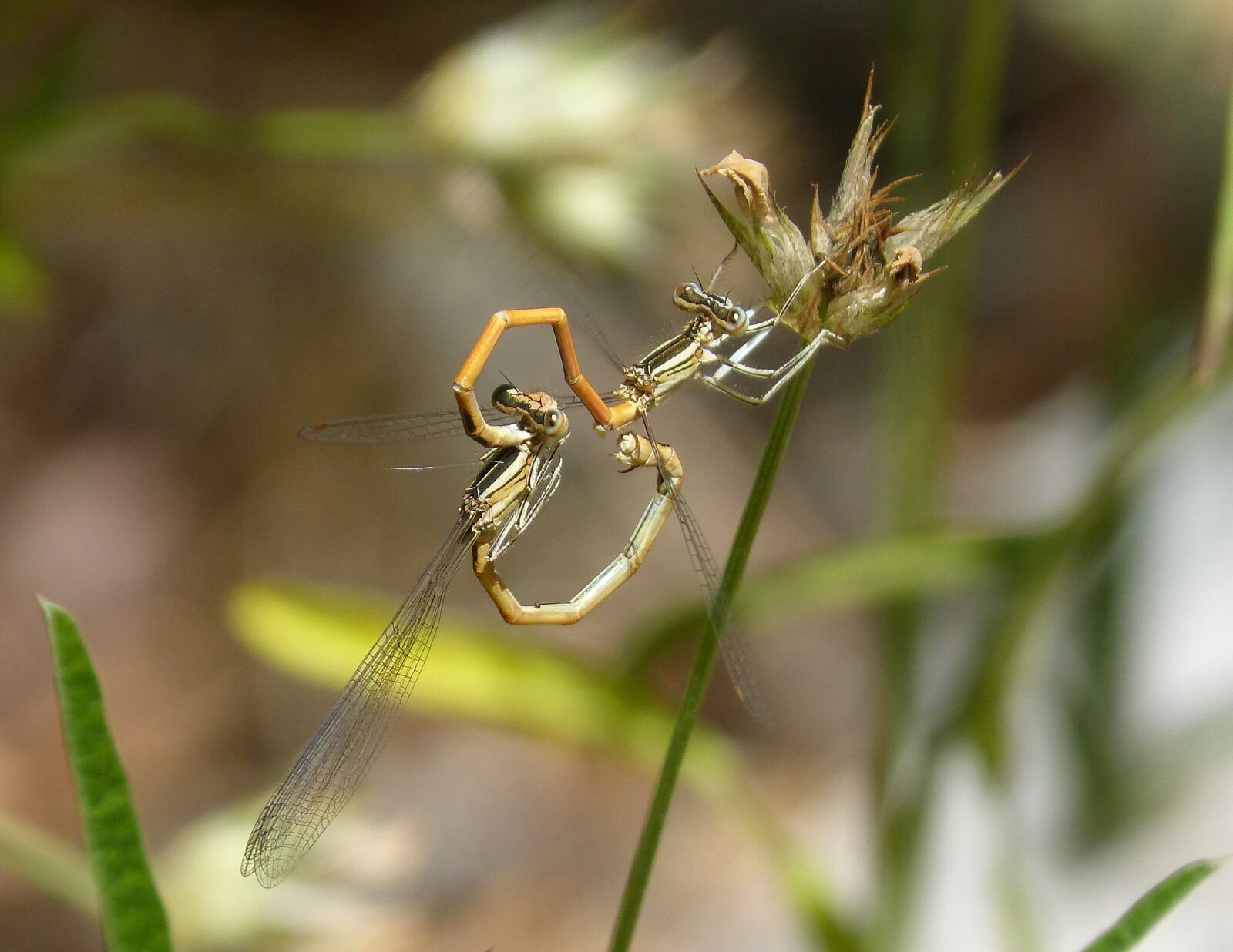 Panasonic DMC-FZ62 sample photo. Dragonflies, reproduction, copulation photography
