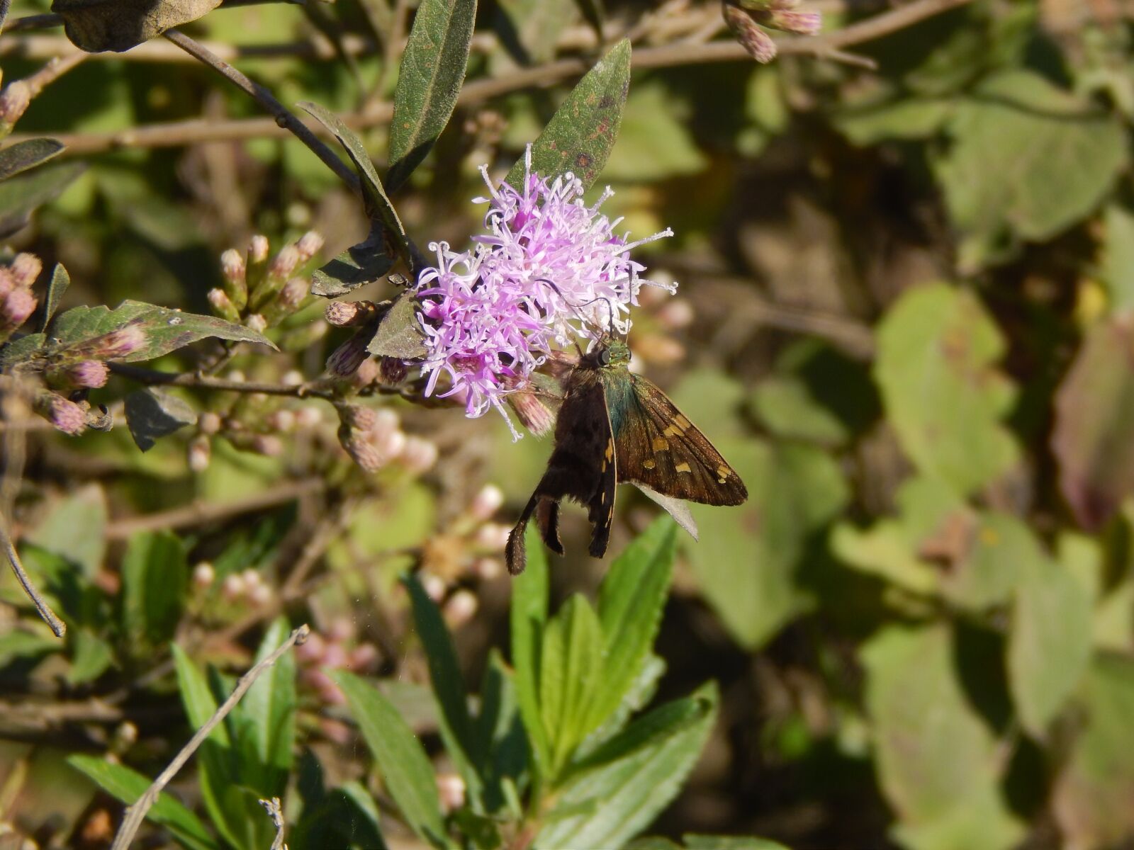 Nikon Coolpix L820 sample photo. Flower, lilac, butterfly photography
