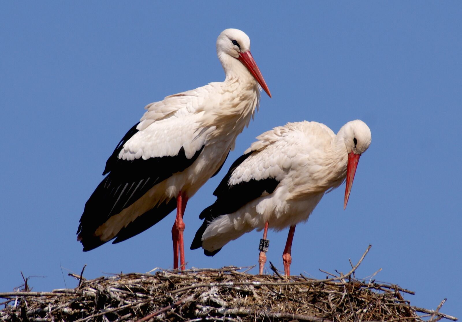 Sony Alpha DSLR-A350 sample photo. Stork, bird, birds photography