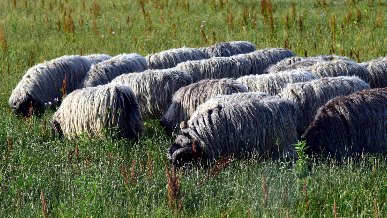 Nikon D3300 sample photo. Sheep, flock of sheep photography