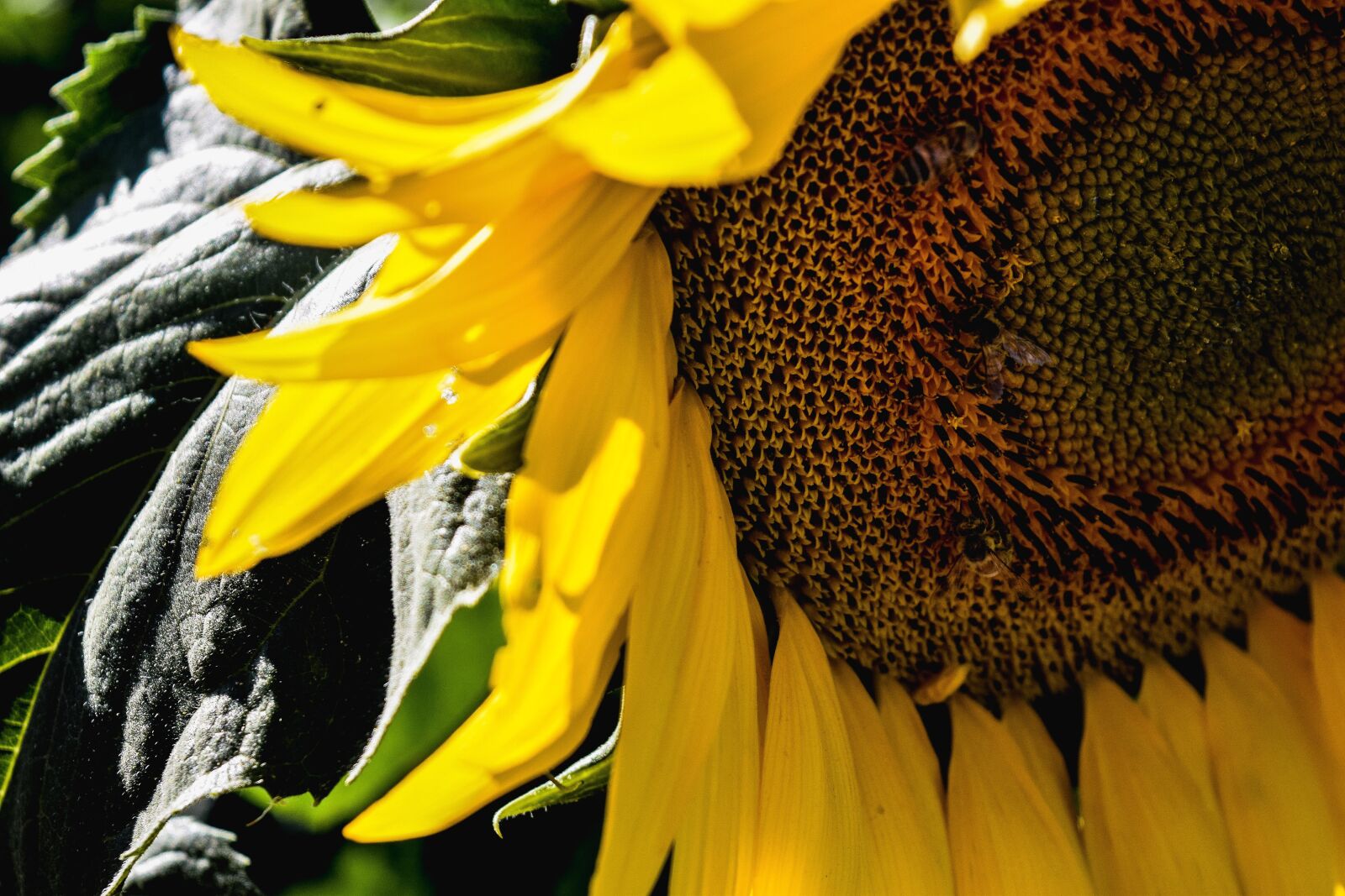 Nikon D3300 sample photo. Sunflowers, yellow, flower photography