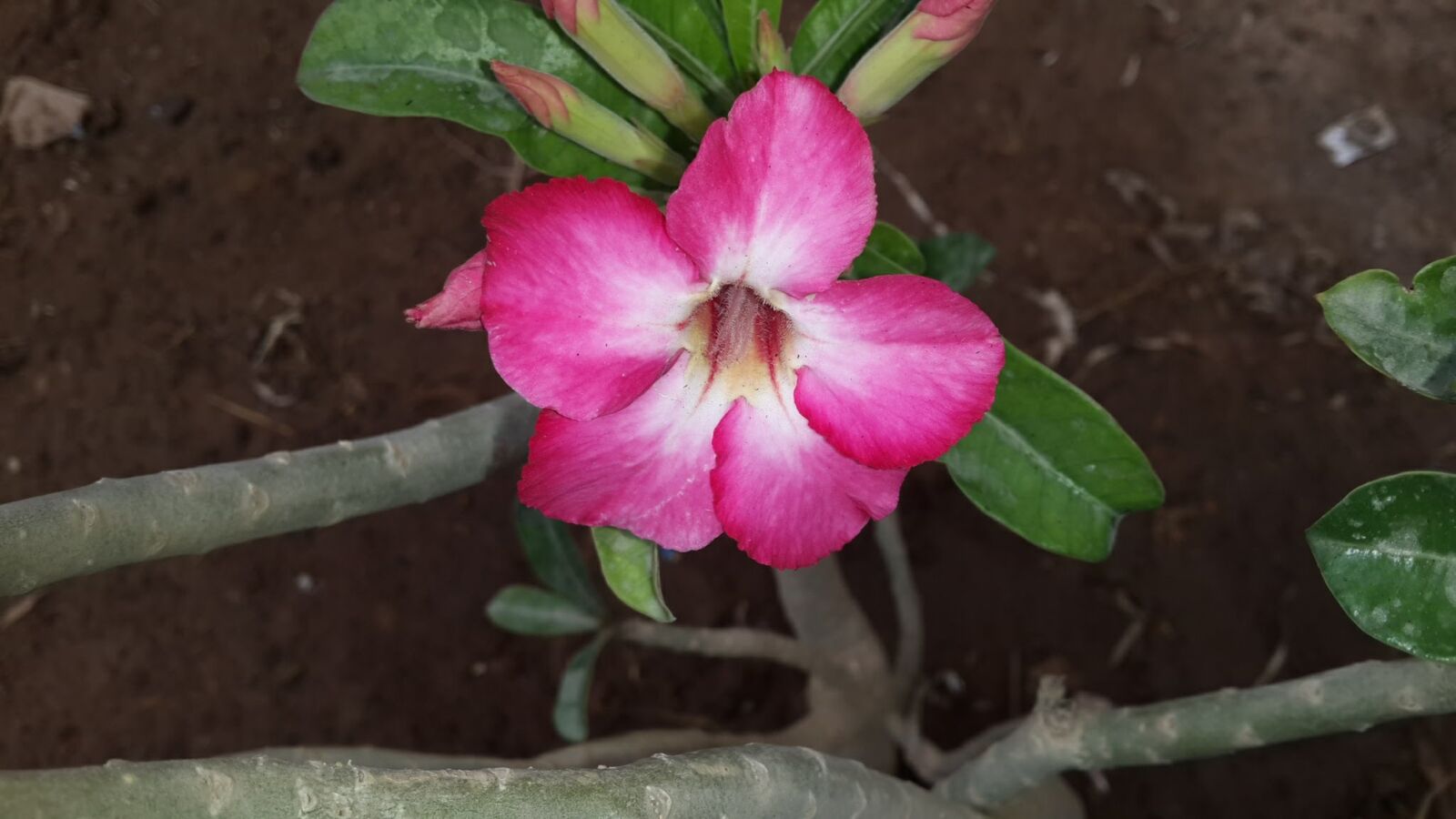 Samsung Galaxy S4 sample photo. Nature, flower, flora photography