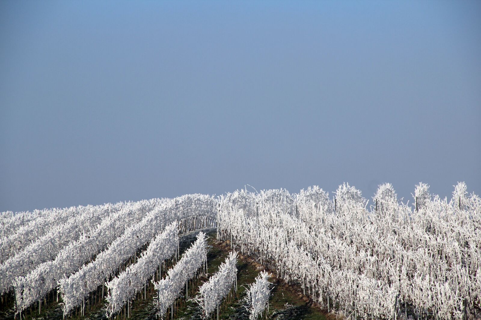 Canon EF-S 18-135mm F3.5-5.6 IS sample photo. Lahr, winter, vines photography