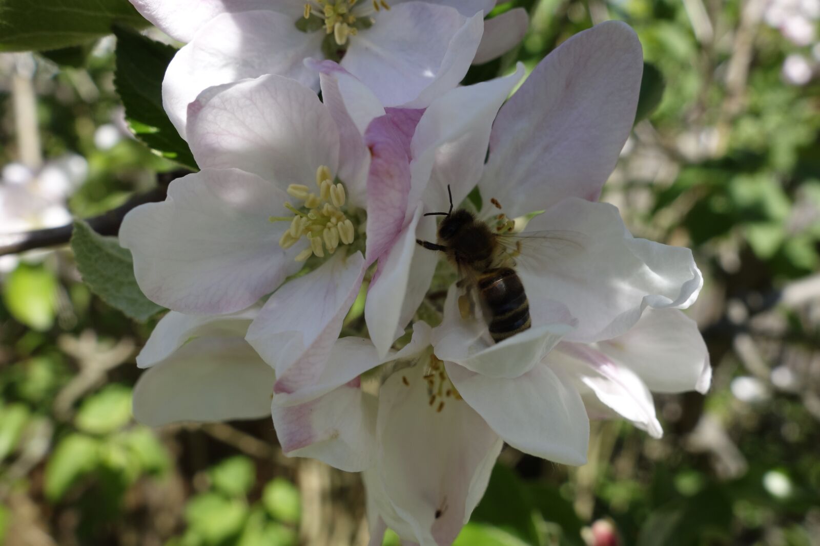Sony Cyber-shot DSC-RX100 sample photo. Bees, nectar, spring photography