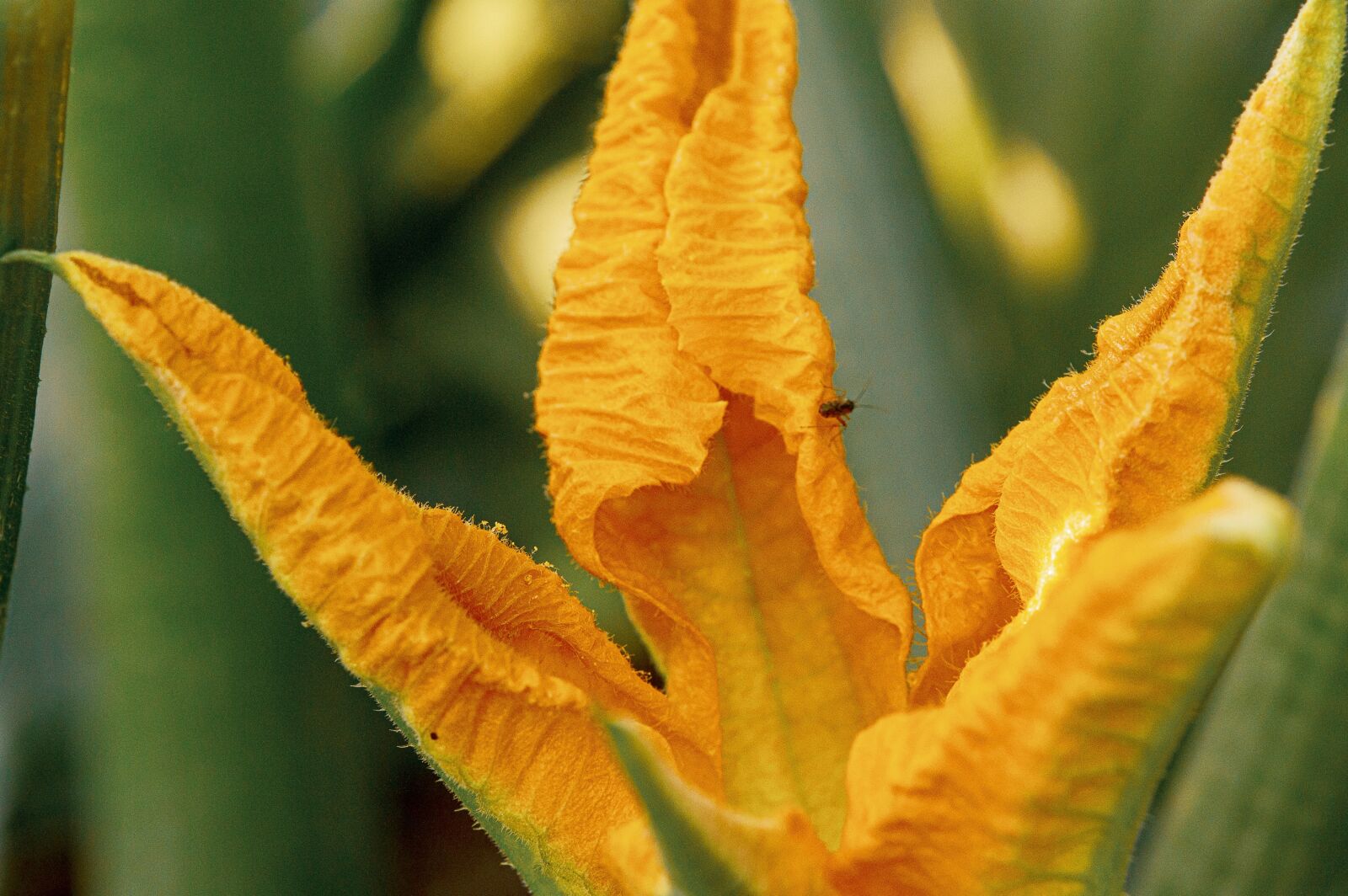 TAMRON SP 180mm F3.5 Di MACRO 1:1 B01N sample photo. Zucchini flowers, garden, nature photography