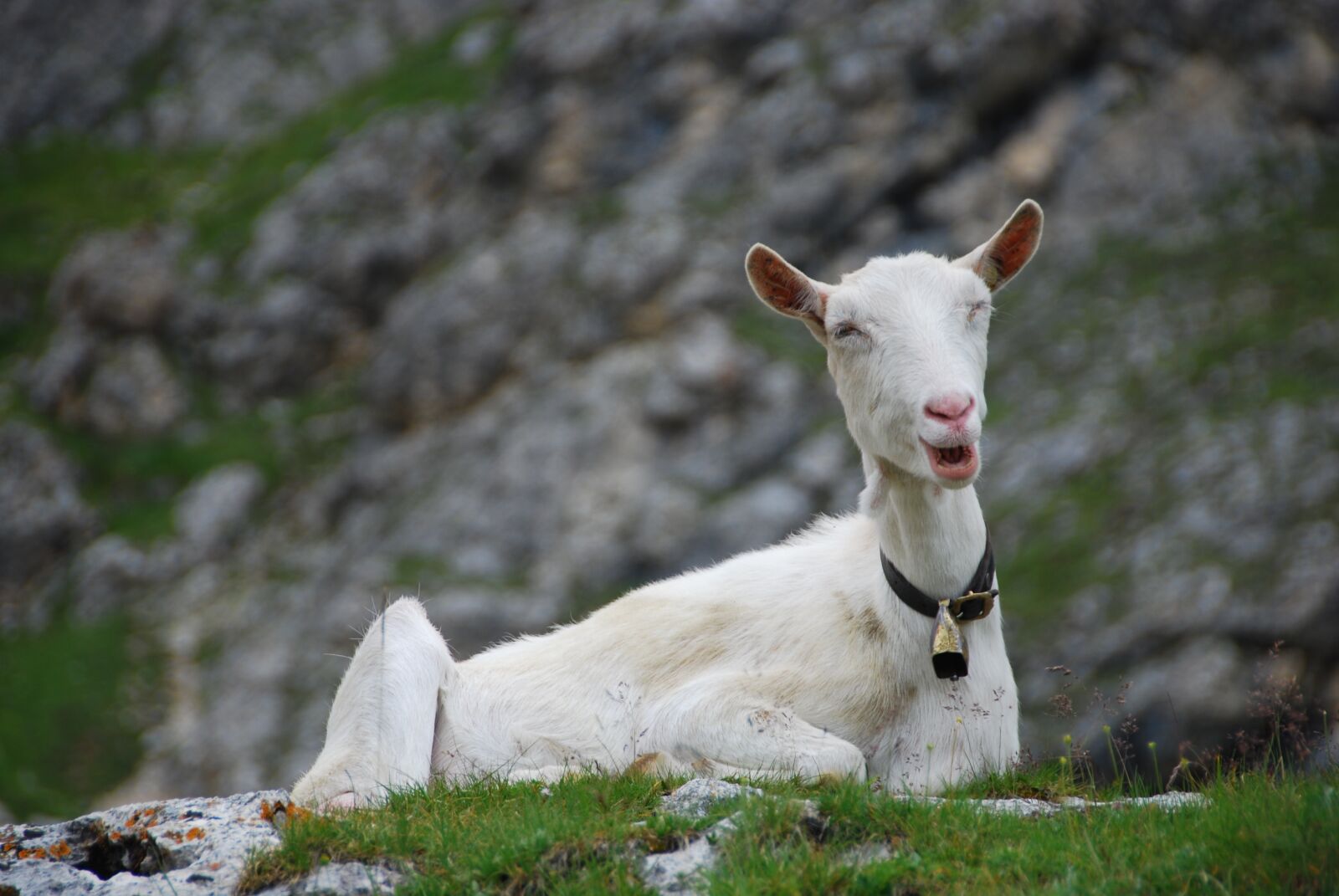 Nikon D80 sample photo. Capra, mountain, animal photography