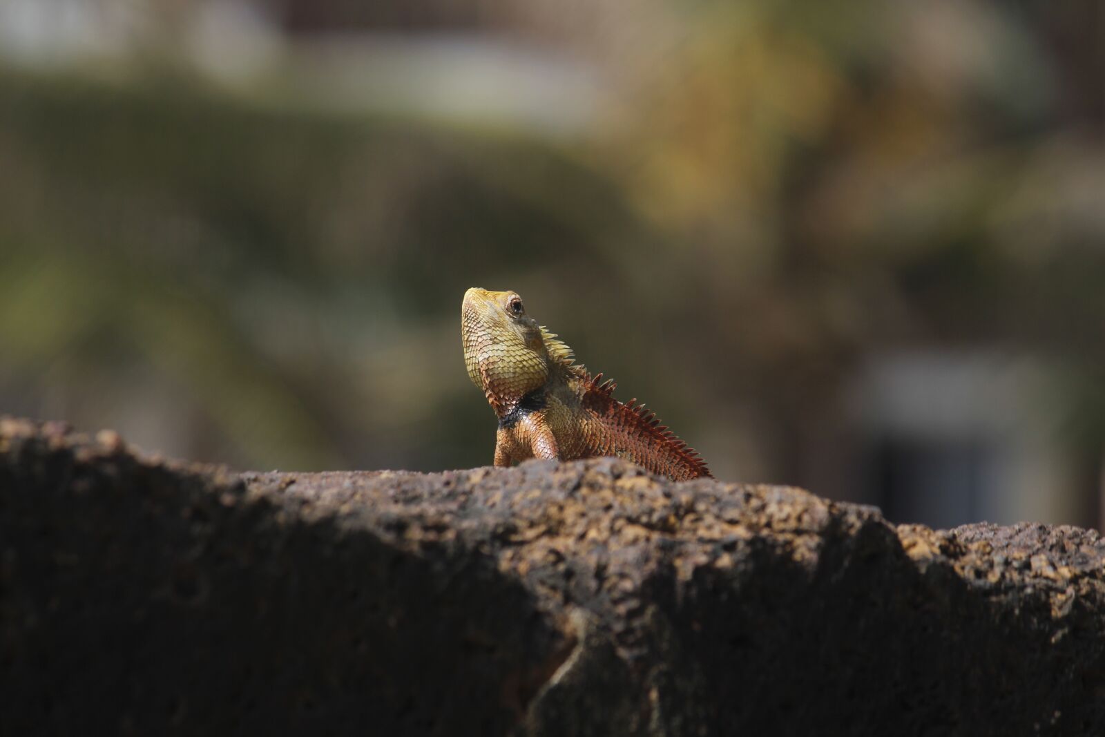 Canon EOS 700D (EOS Rebel T5i / EOS Kiss X7i) sample photo. Wildlife, nature, animal photography