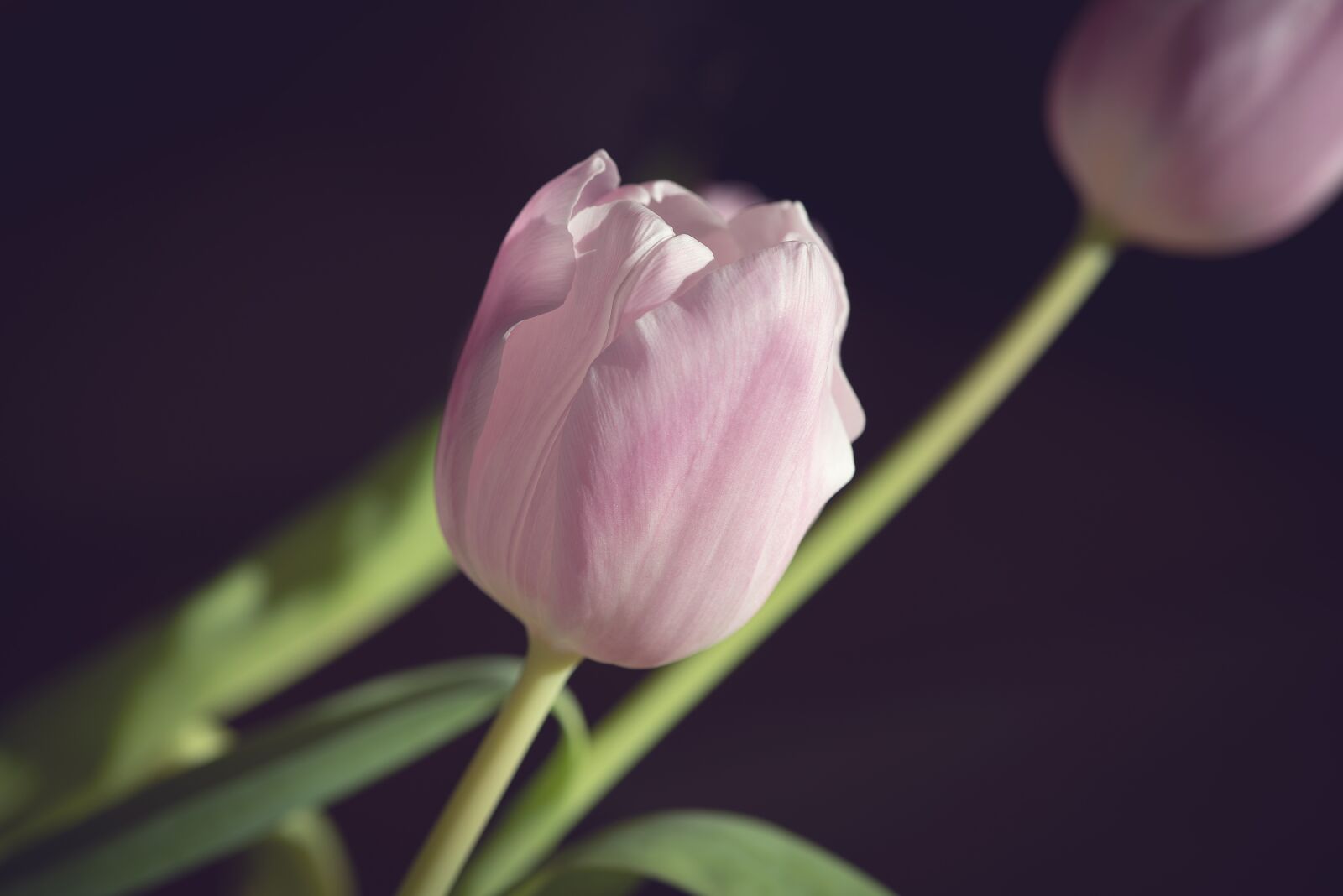 Nikon D750 sample photo. Tulip, pink, flower photography