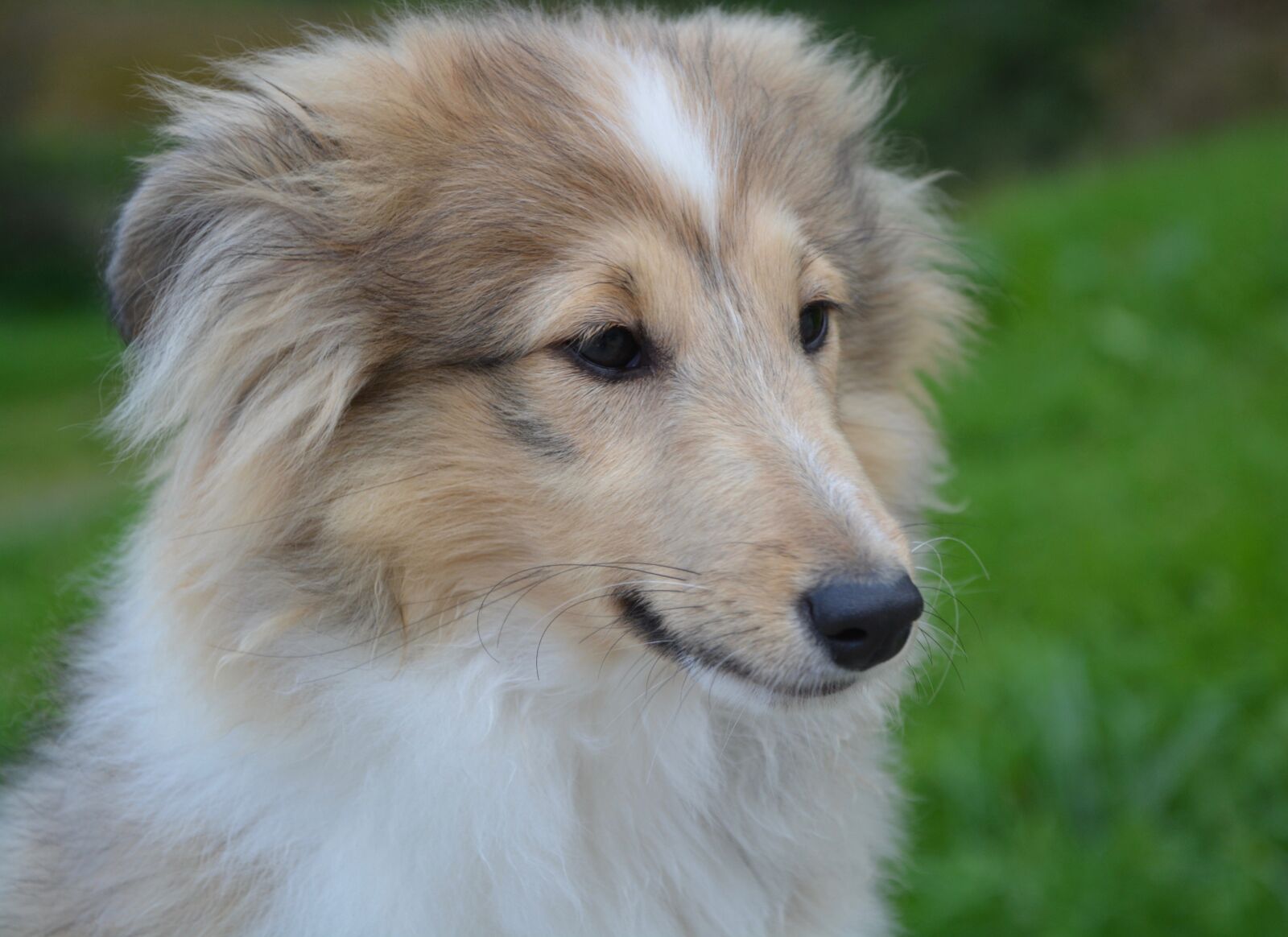 Nikon D5200 sample photo. Dog, bitch young dog photography