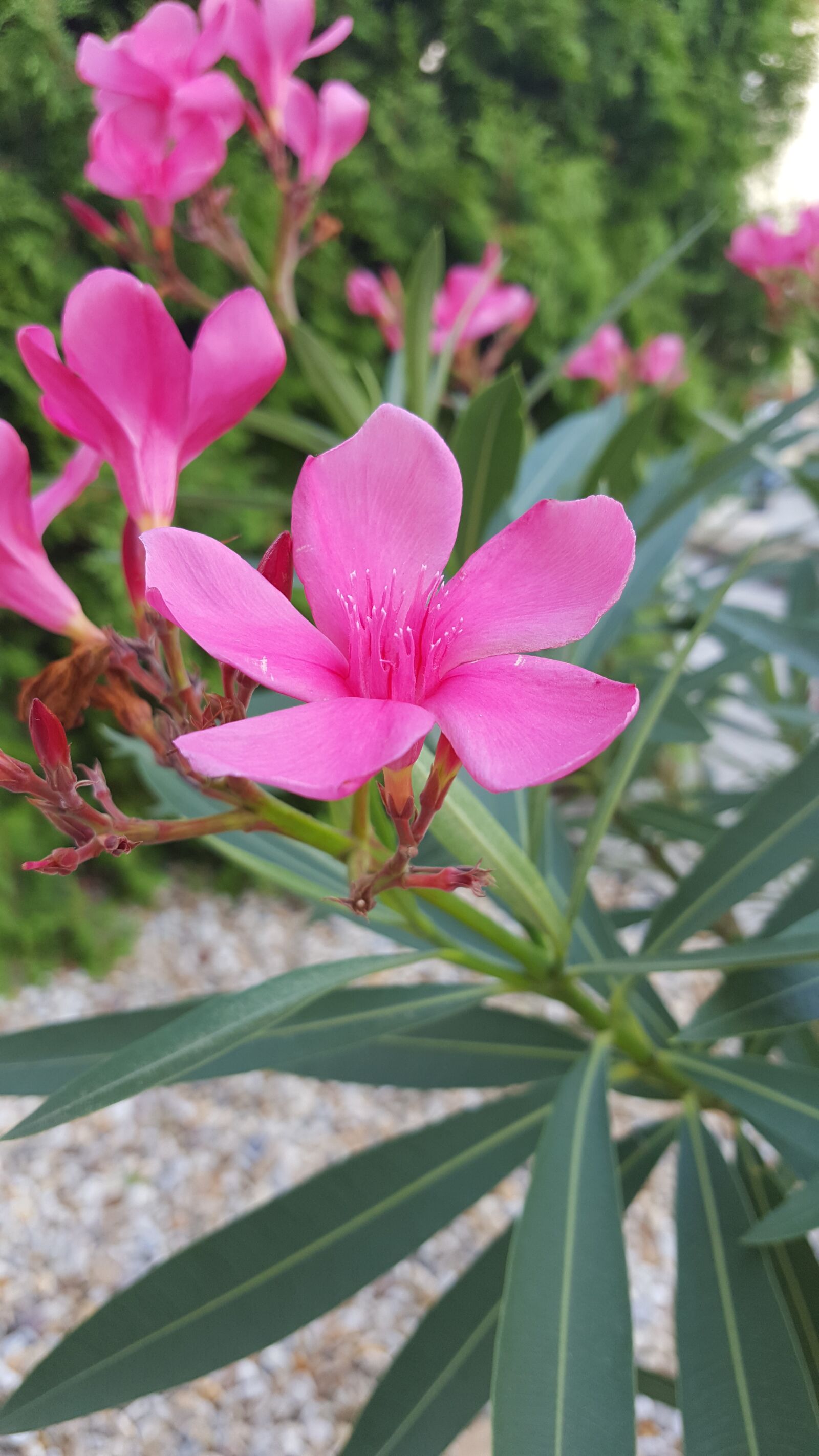 Samsung GALAXY S6 edge sample photo. Flower, pink, slovakia photography