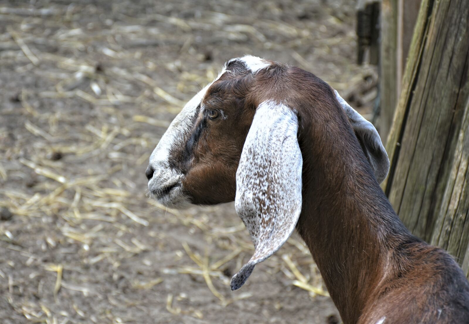 Nikon D7200 sample photo. Goat, boer goat, livestock photography