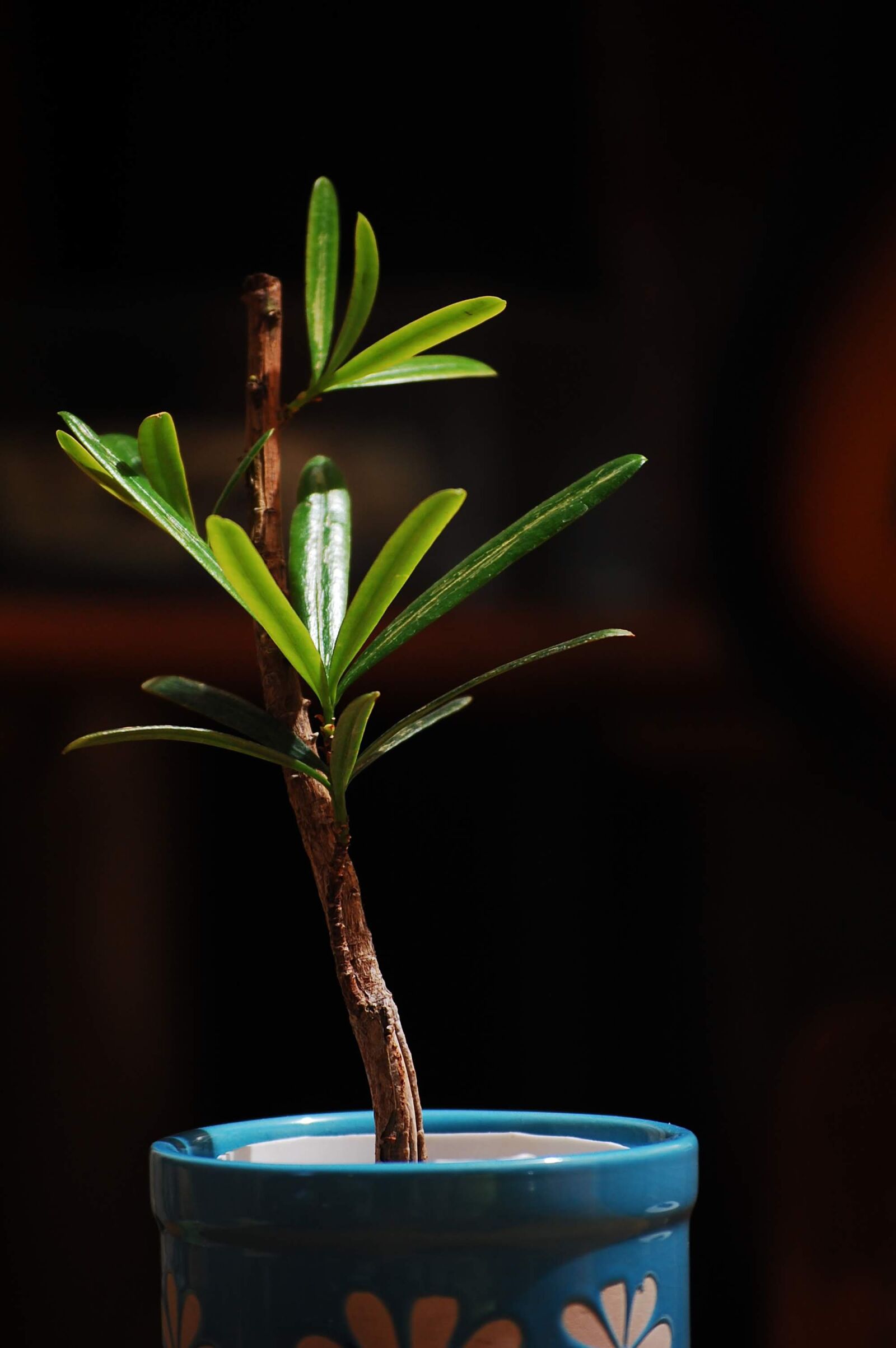 Nikon D40 sample photo. Plant, vase, podocarpus photography
