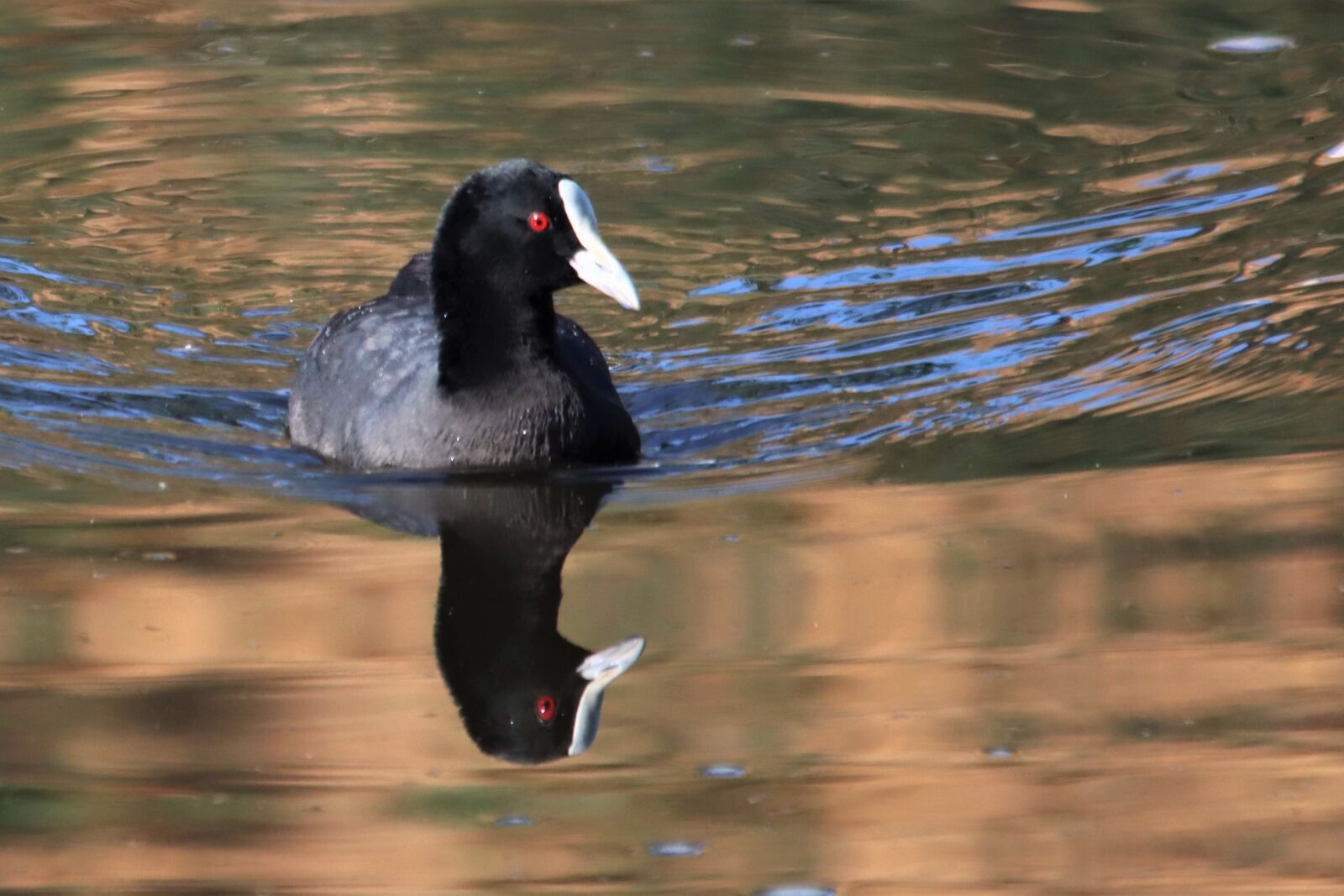 Canon EOS 90D sample photo. Australian coot, reflection, golden photography
