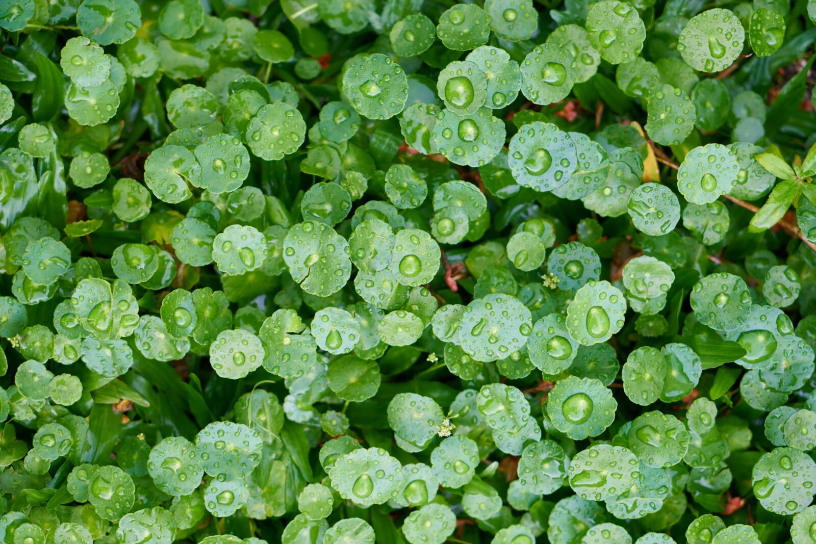 Sony a7R II sample photo. Plant, green, spring photography