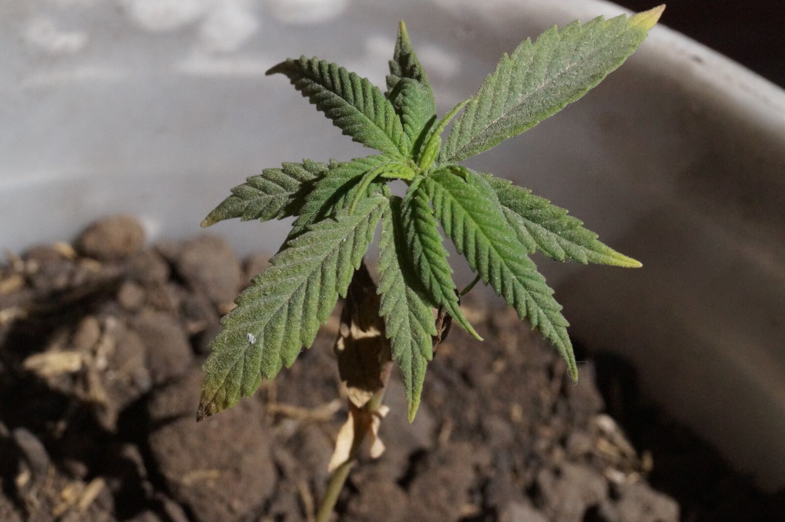Sony DT 18-55mm F3.5-5.6 SAM II sample photo. Weed, marijuana, cannabis photography