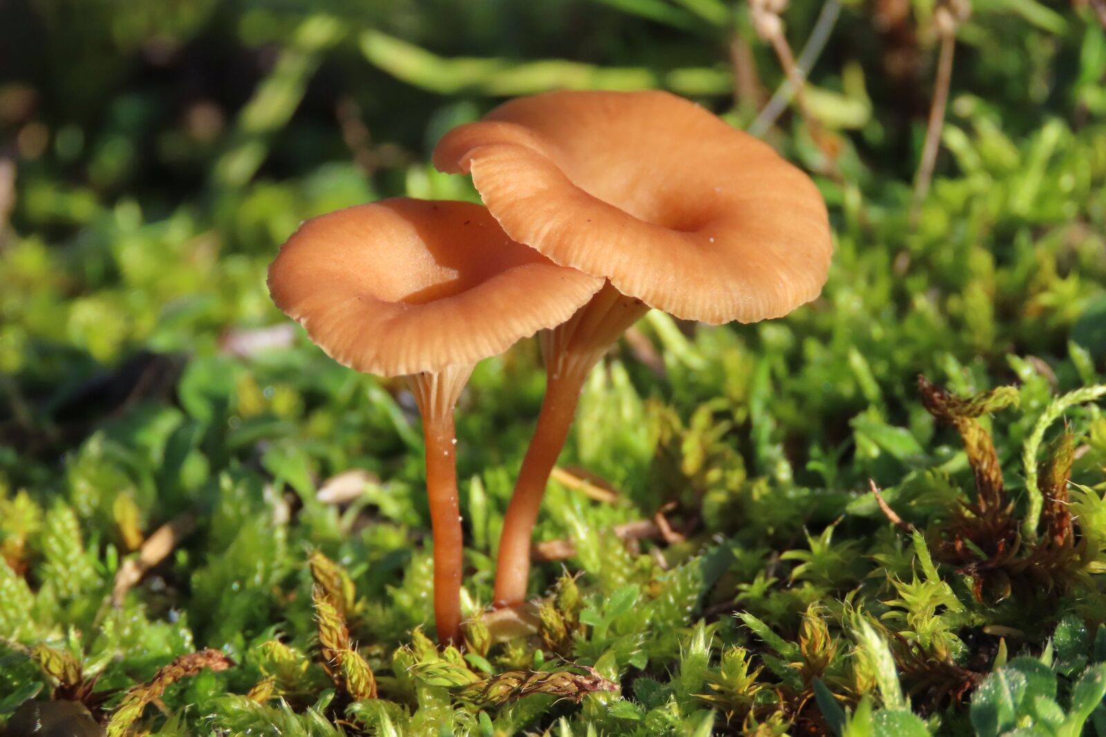 Canon PowerShot SX70 HS sample photo. Fungi, mushroom, nature photography