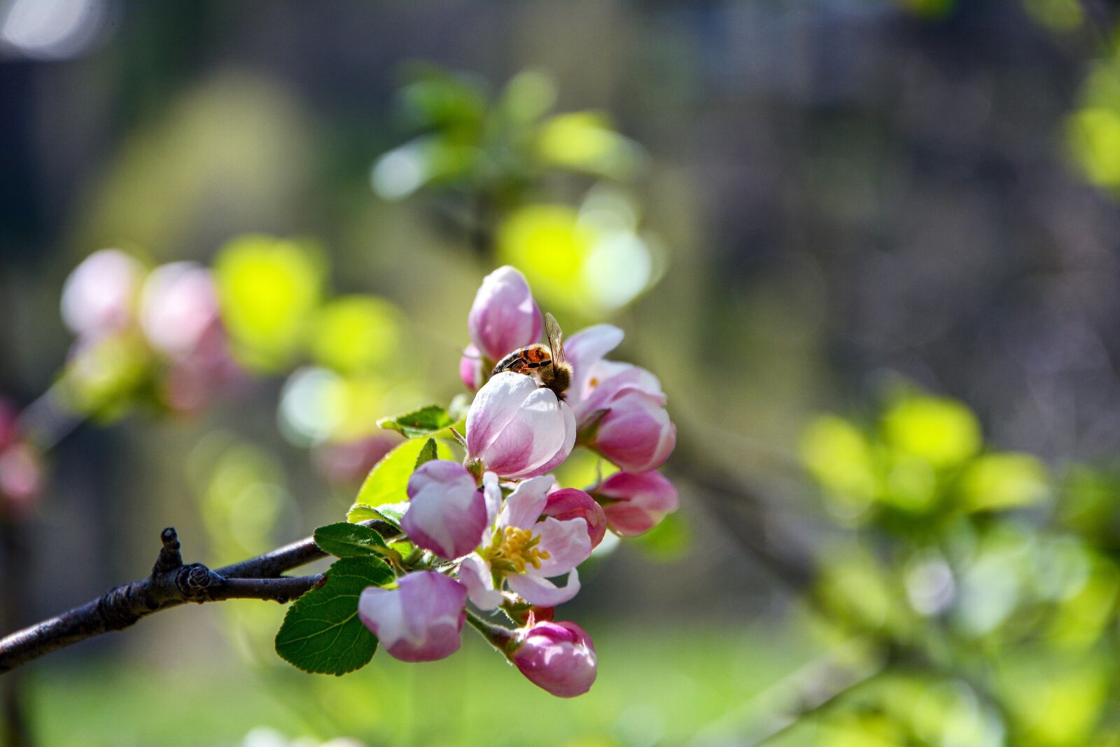 Nikon D7100 sample photo. Apple blossom, sprig, spring photography