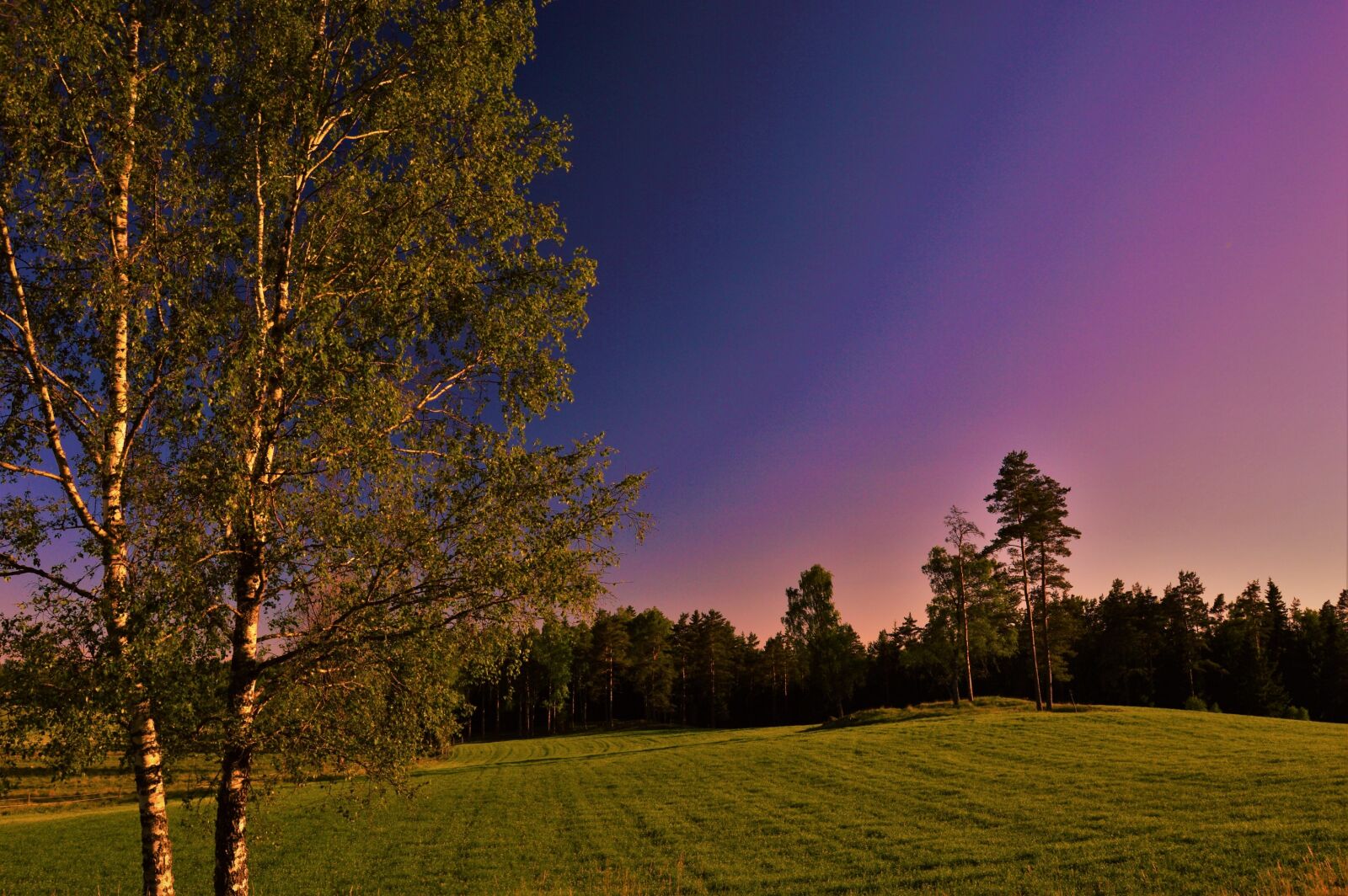 Nikon D3200 sample photo. Blue, evening, field, forest photography