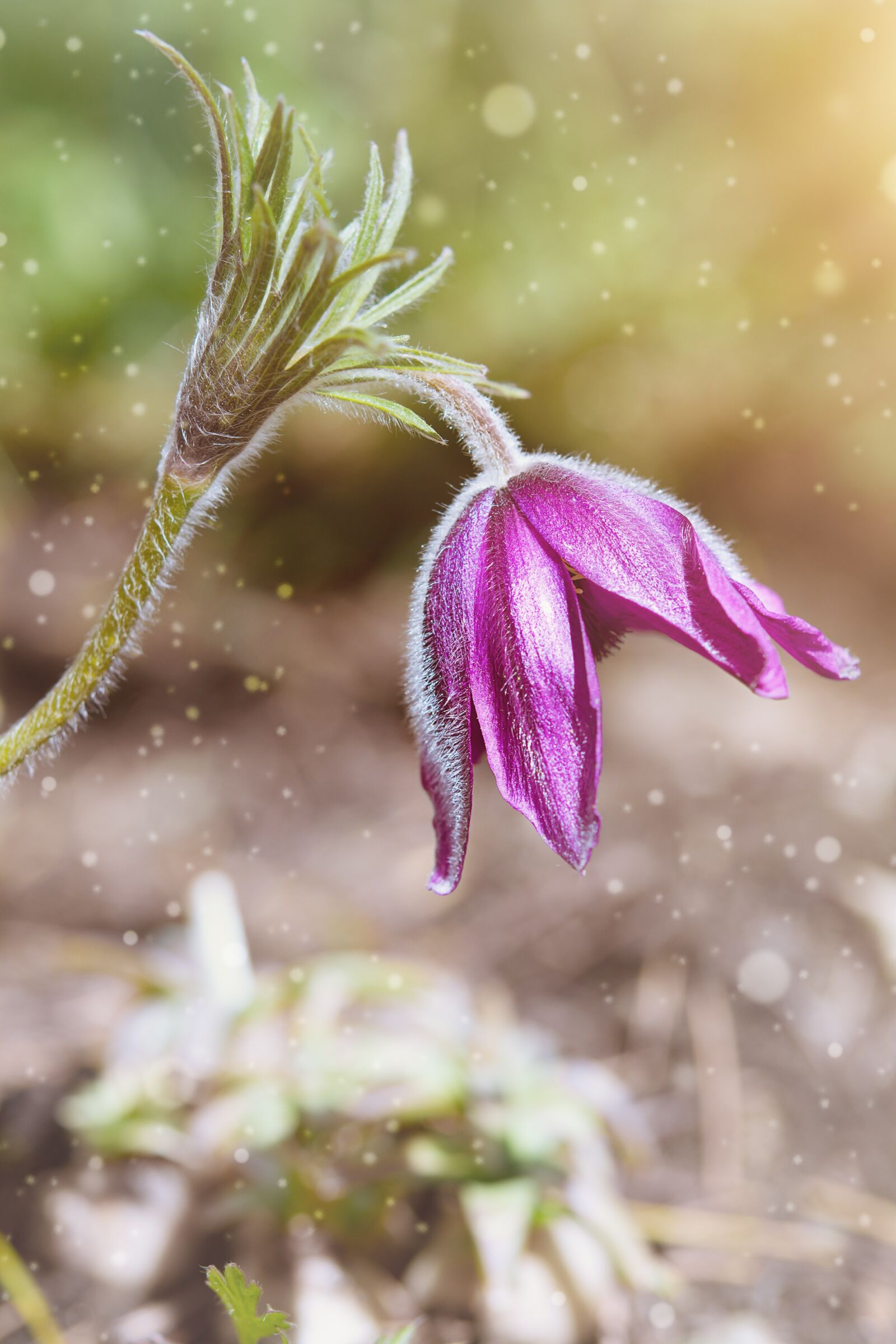 Nikon D7100 sample photo. Anemone, spring, spring flower photography